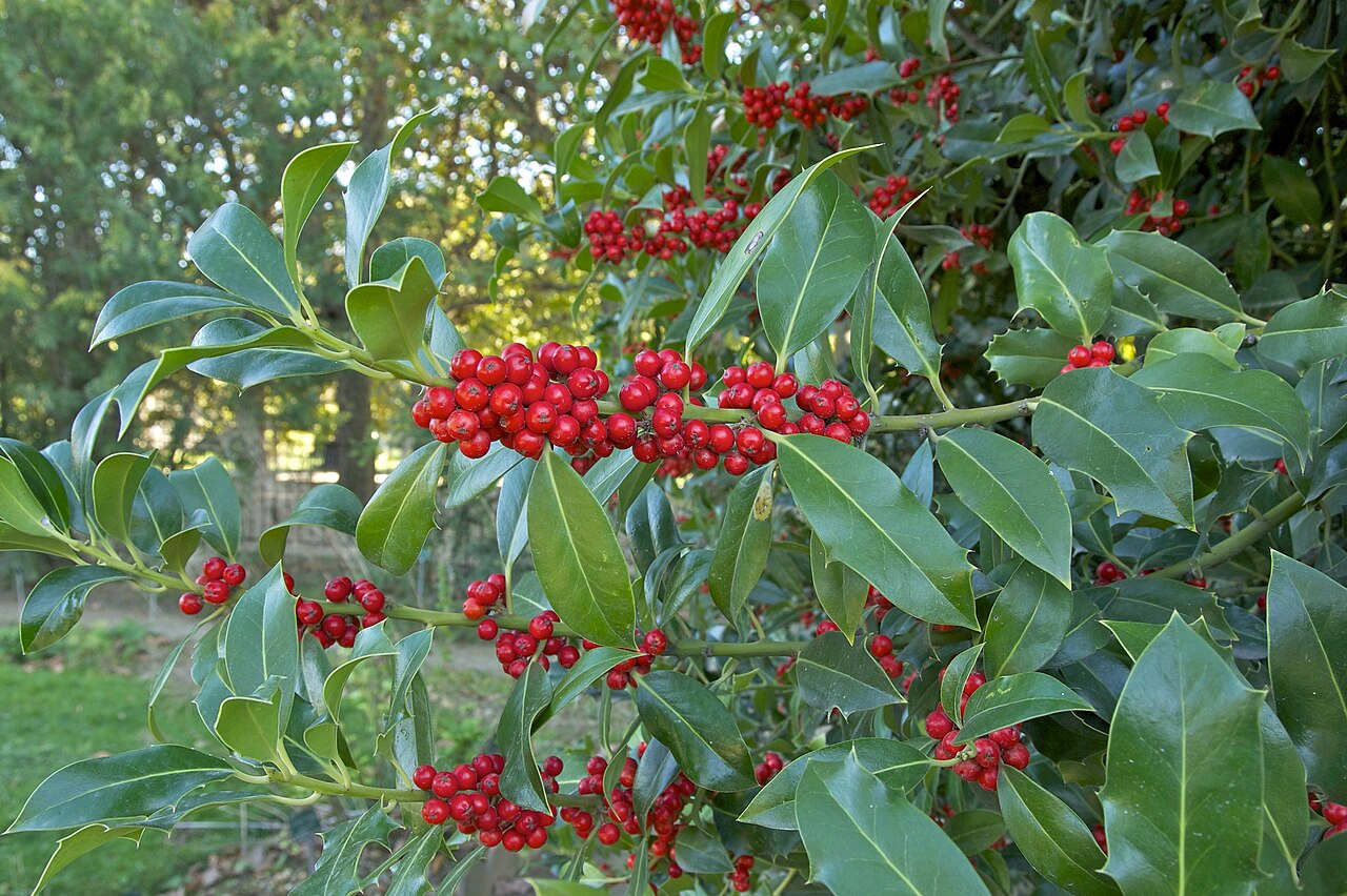 Detail tmavozelených ostnitých listov Ilex aquifolium