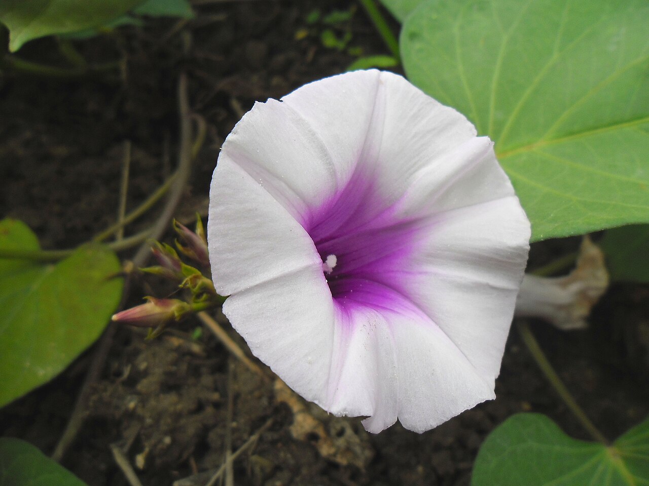 Starostlivosť o Ipomoea batatas v interiéri