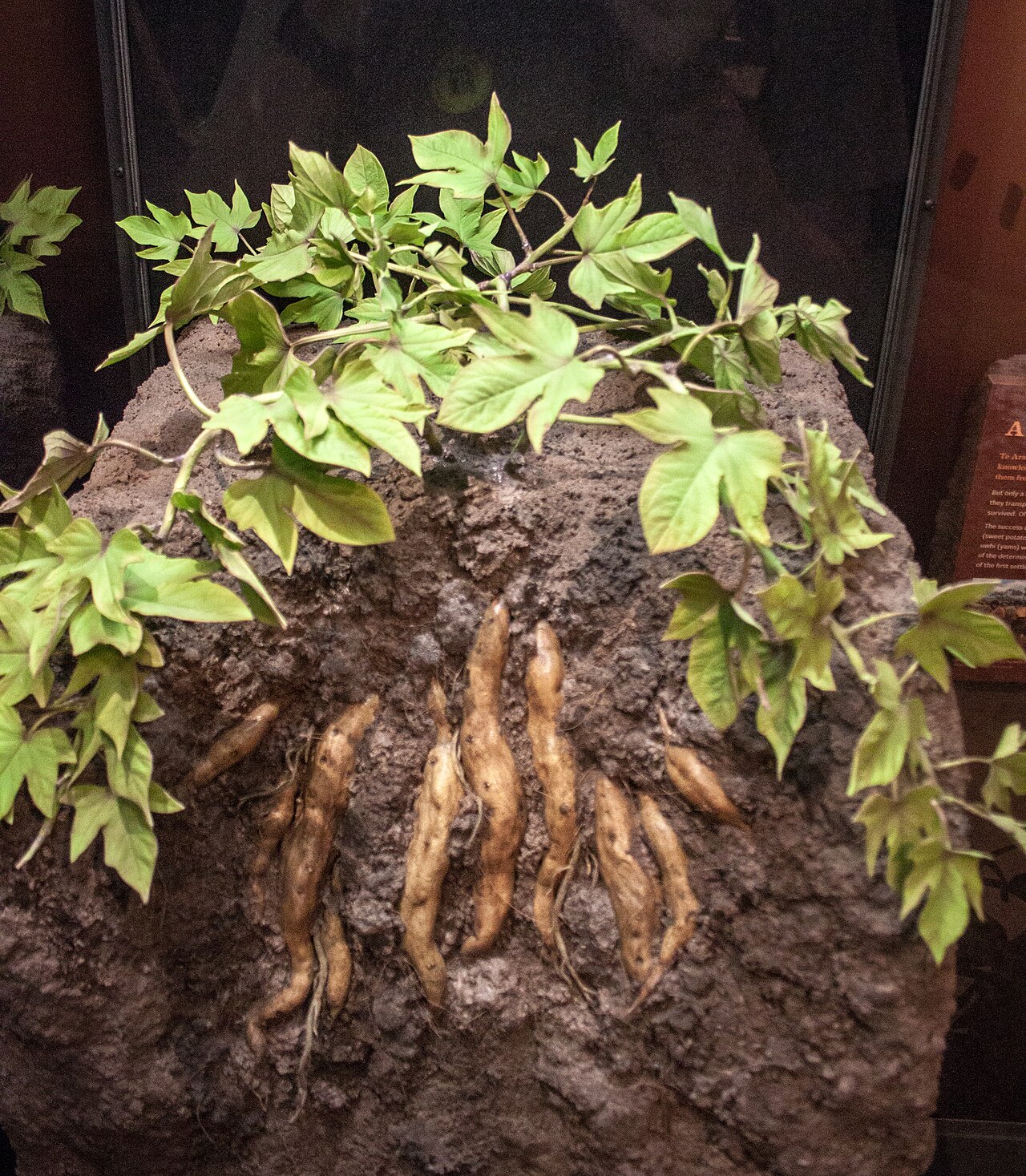 Ipomoea batatas s dekoratívnymi purpurovými listami