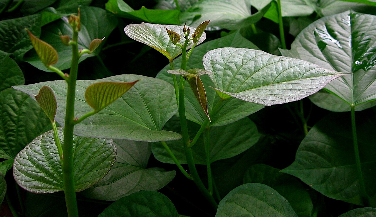 Detail listov rastliny Ipomoea batatas