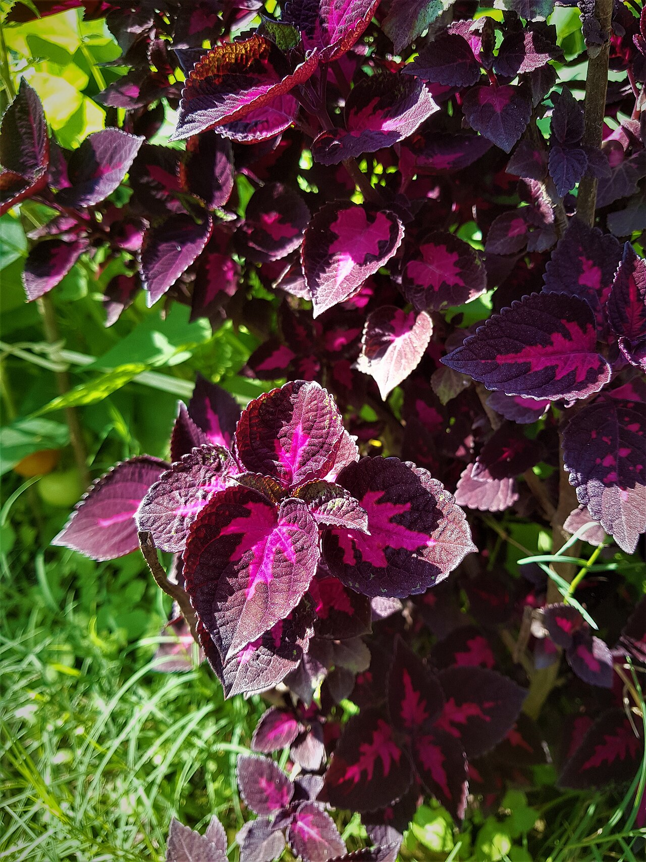Detail purpurových listov rastliny Iresine herbstii