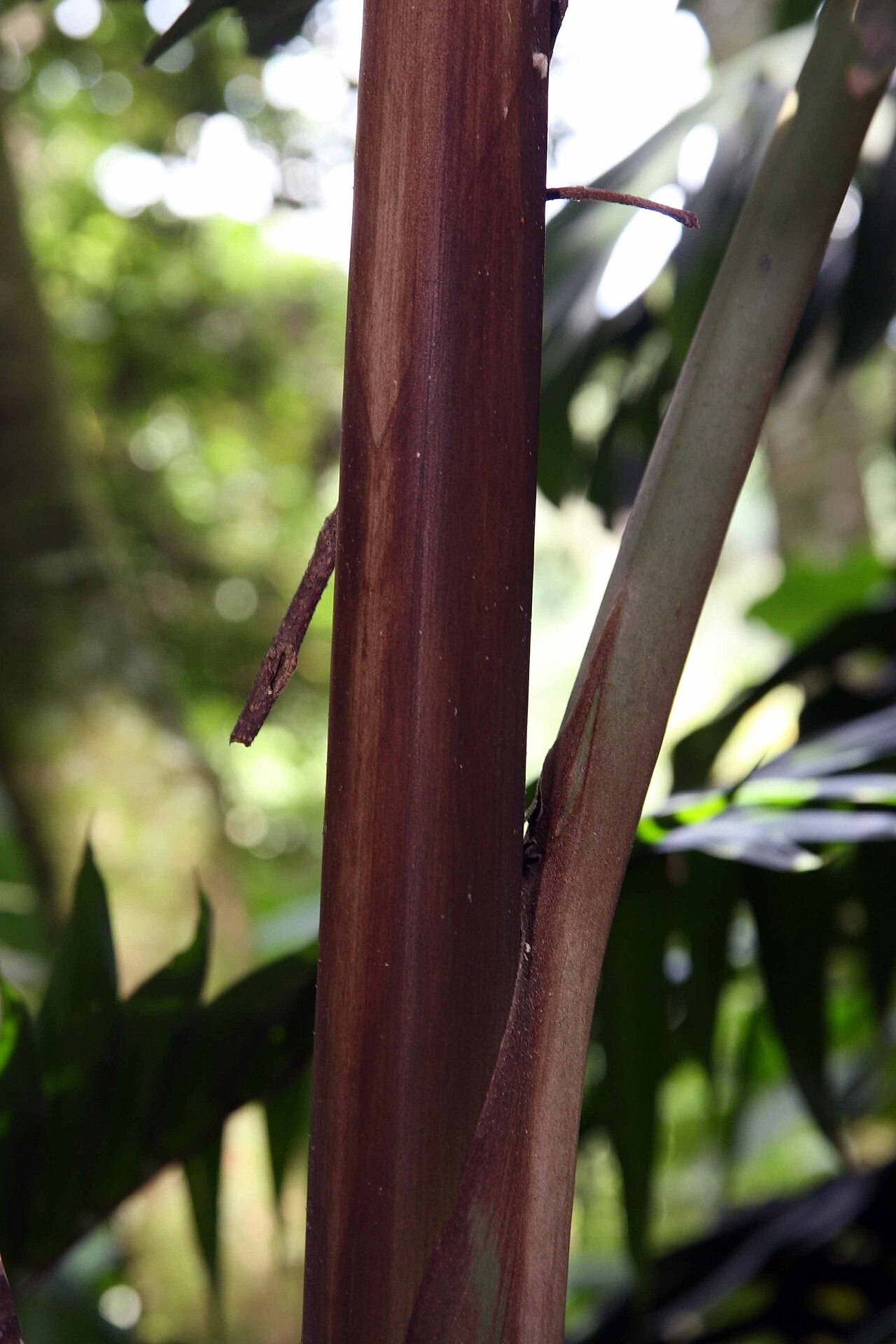 Iriartea deltoidea ako tropická palma v interiéri