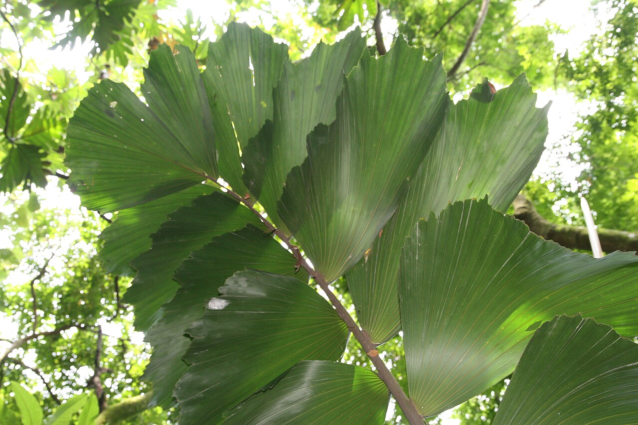 Perovité listy rastliny Iriartea deltoidea