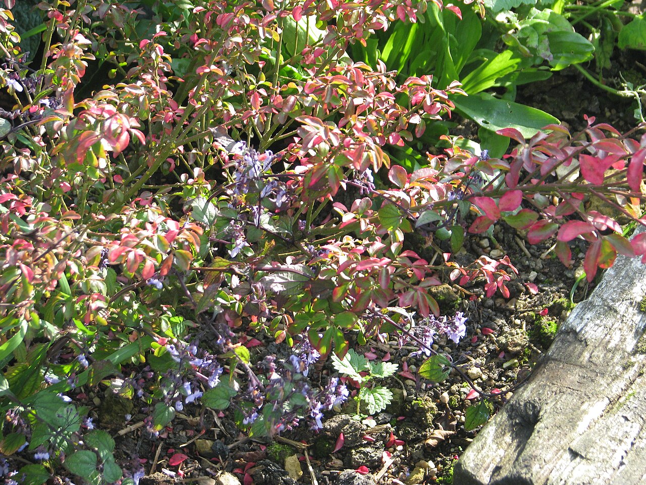 Detail listov rastliny Isodon rubescens