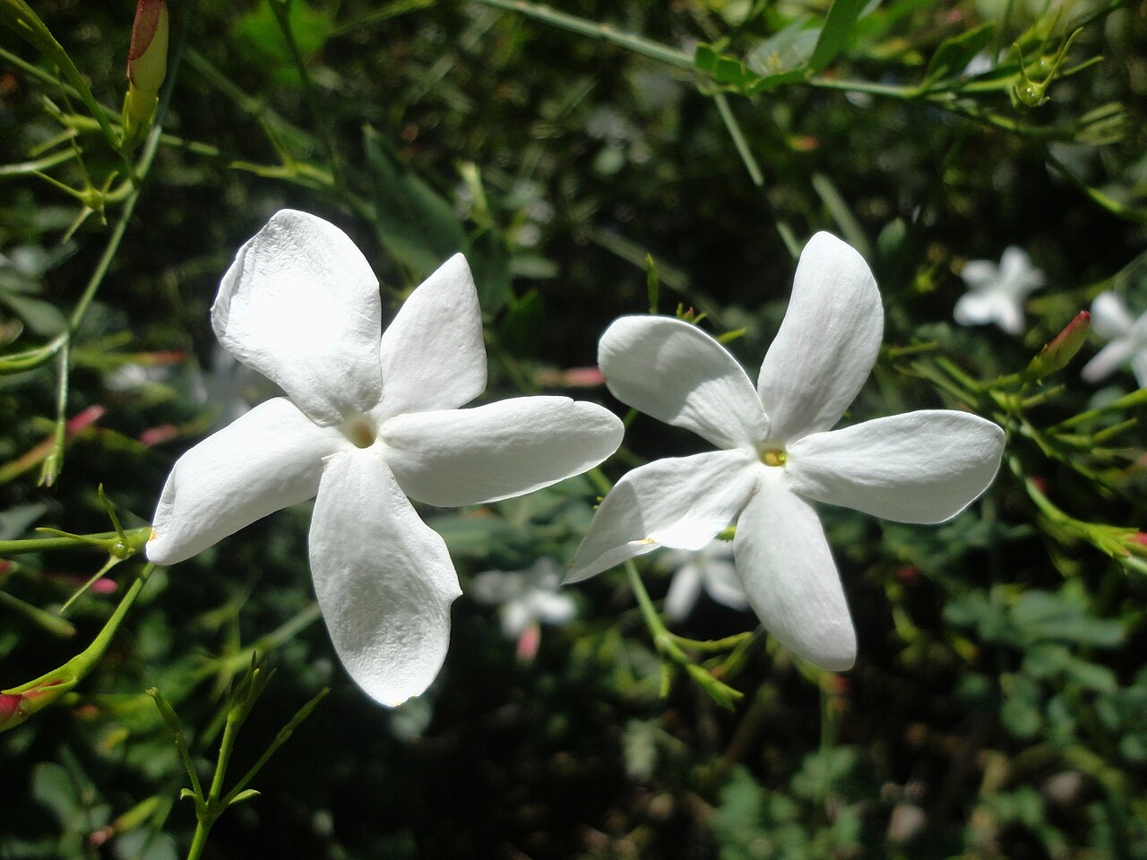 Starostlivosť o Jasminum grandiflorum a detail bielych kvetov