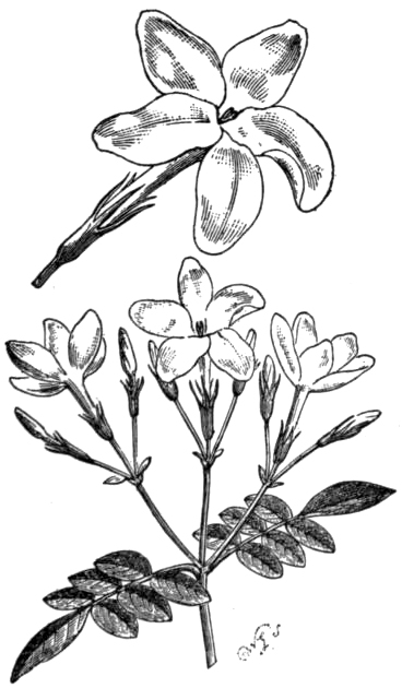 Jasminum grandiflorum s lesklými tmavozelenými listami