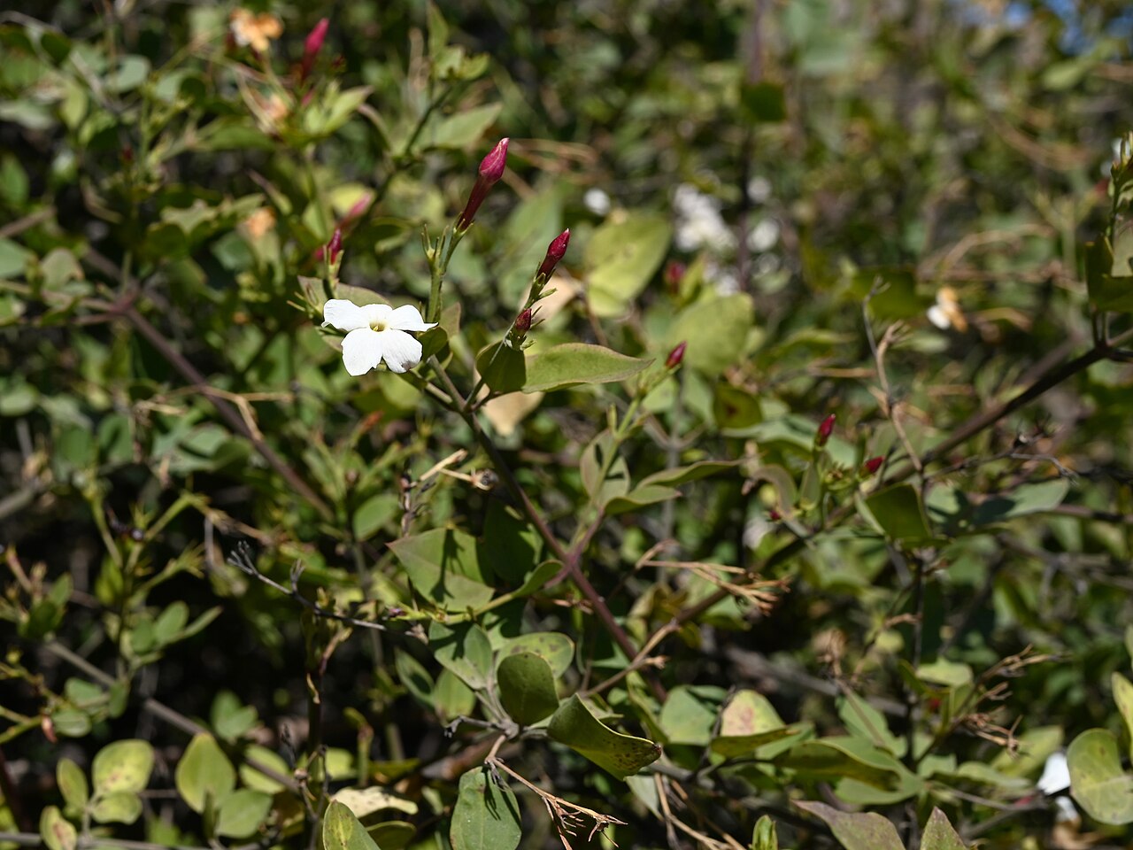 Popínavý Jasminum grandiflorum v kvetináči pri opore