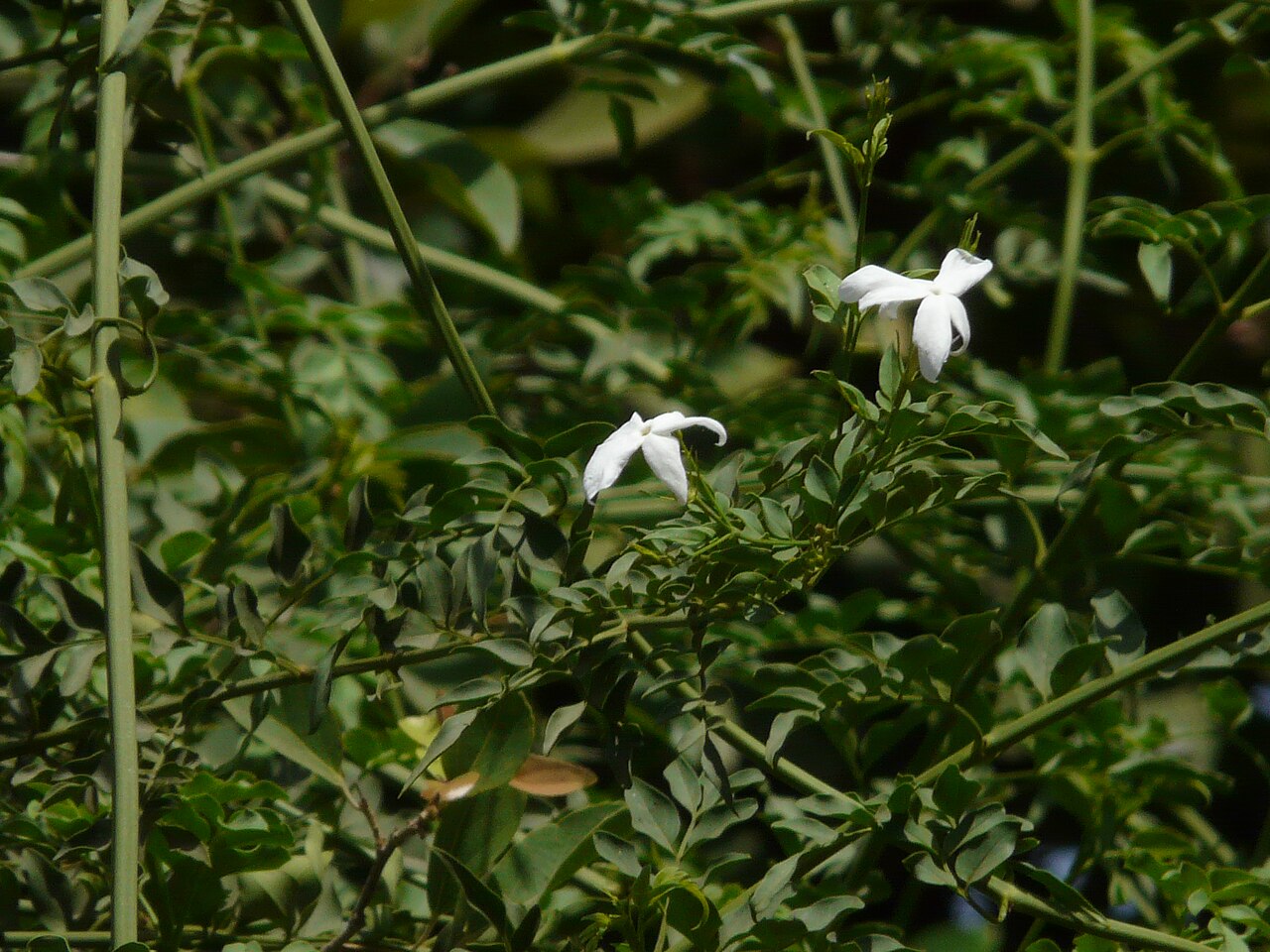 Starostlivosť o Jasminum officinale na svetlom stanovišti