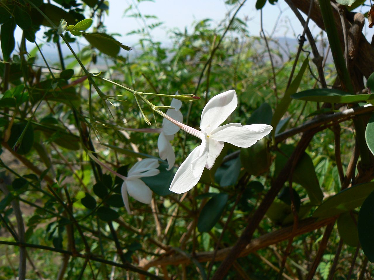 Biele hviezdicovité kvety rastliny Jasminum officinale