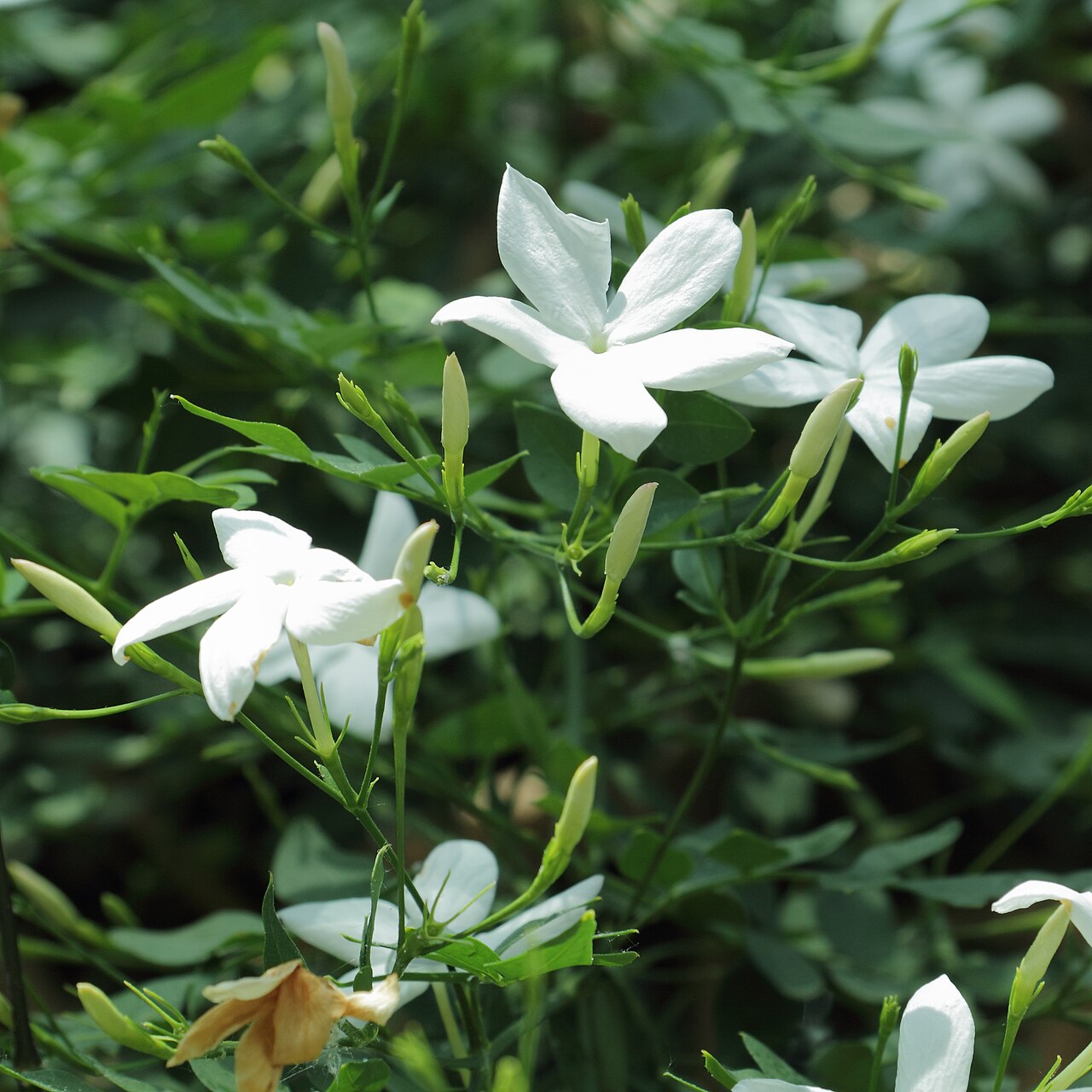 Tmavozelené zložené listy Jasminum officinale