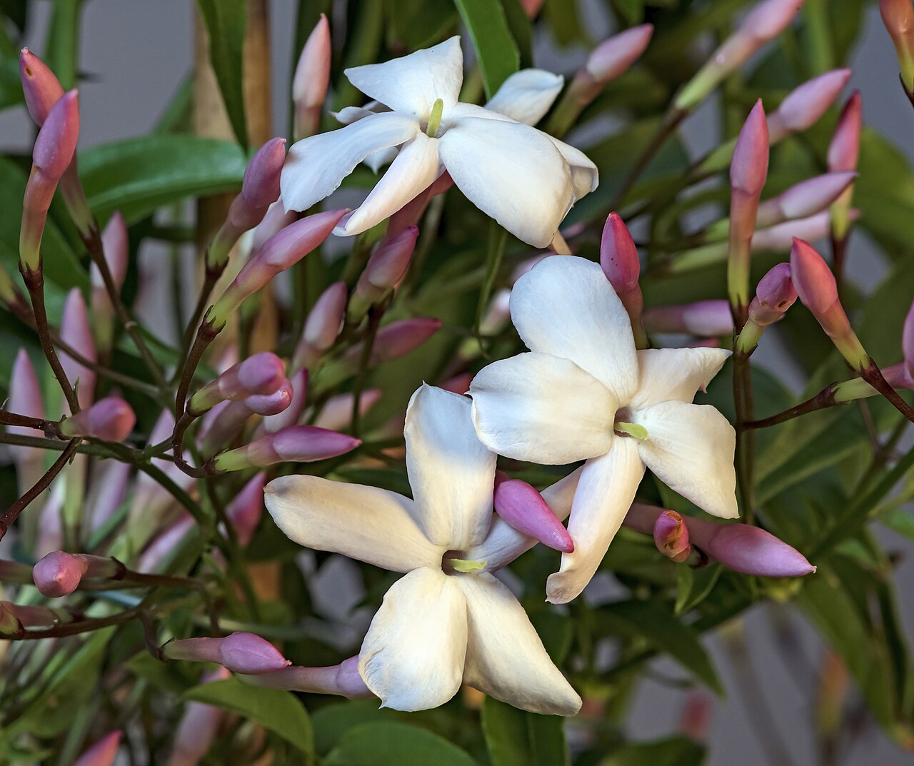 Starostlivosť o Jasminum polyanthum v interiéri