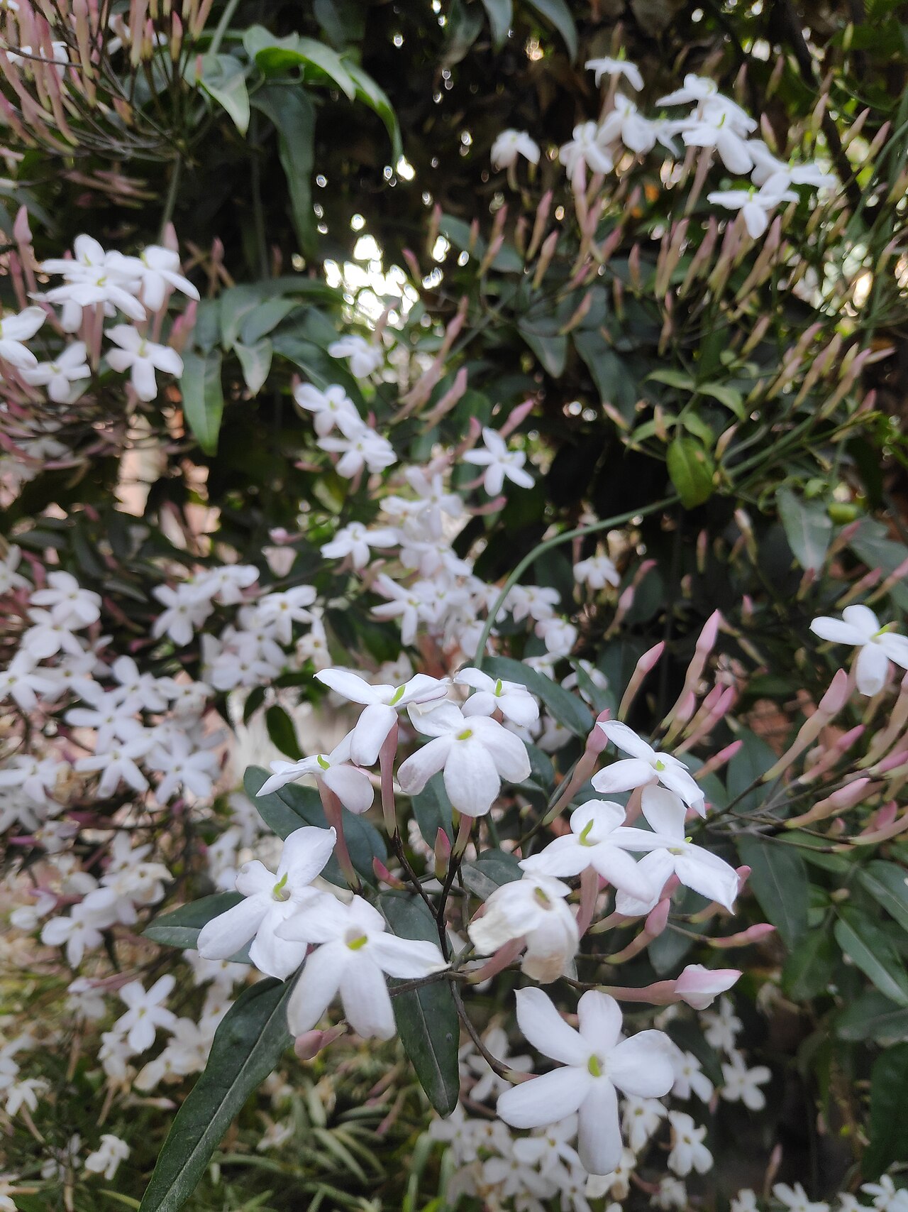 Jasminum polyanthum s bielymi hviezdicovitými kvetmi