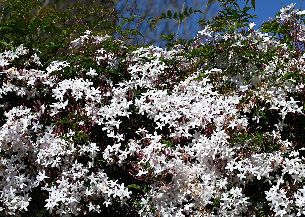Detail ružových pukov rastliny Jasminum polyanthum