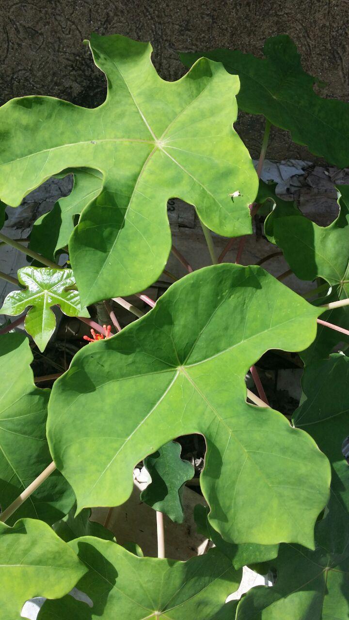 Starostlivosť o Jatropha podagrica a jej typický kaudex