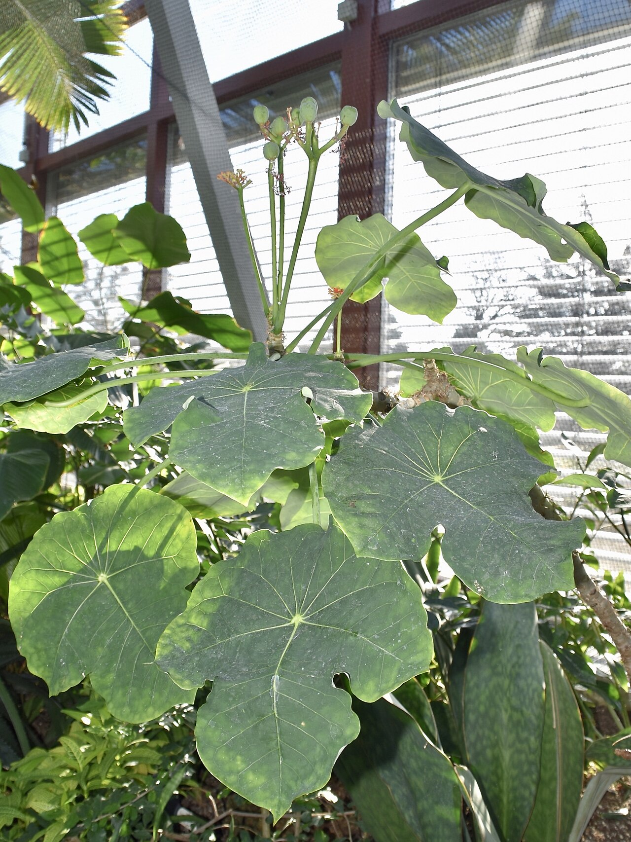 Jatropha podagrica v kvetináči na svetlom stanovišti