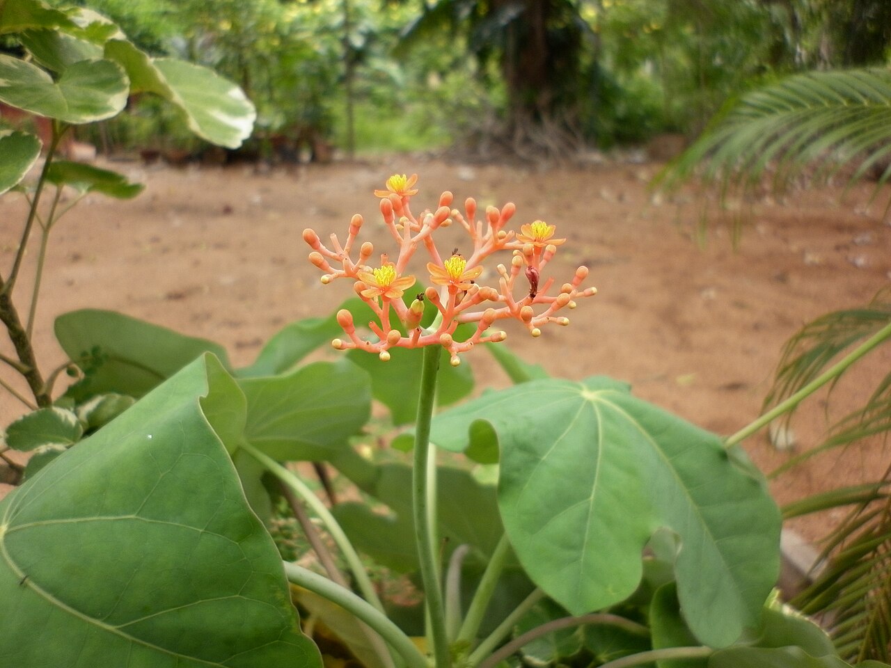 Detail listov rastliny Jatropha podagrica