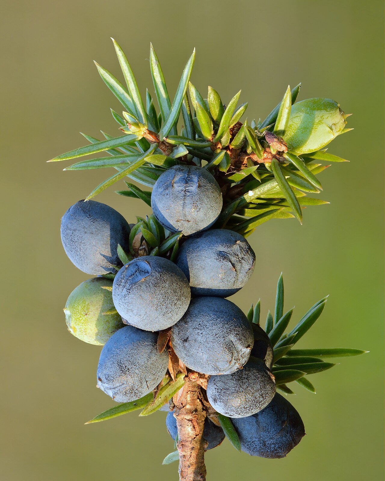 Starostlivosť o Juniperus communis na svetlom stanovišti