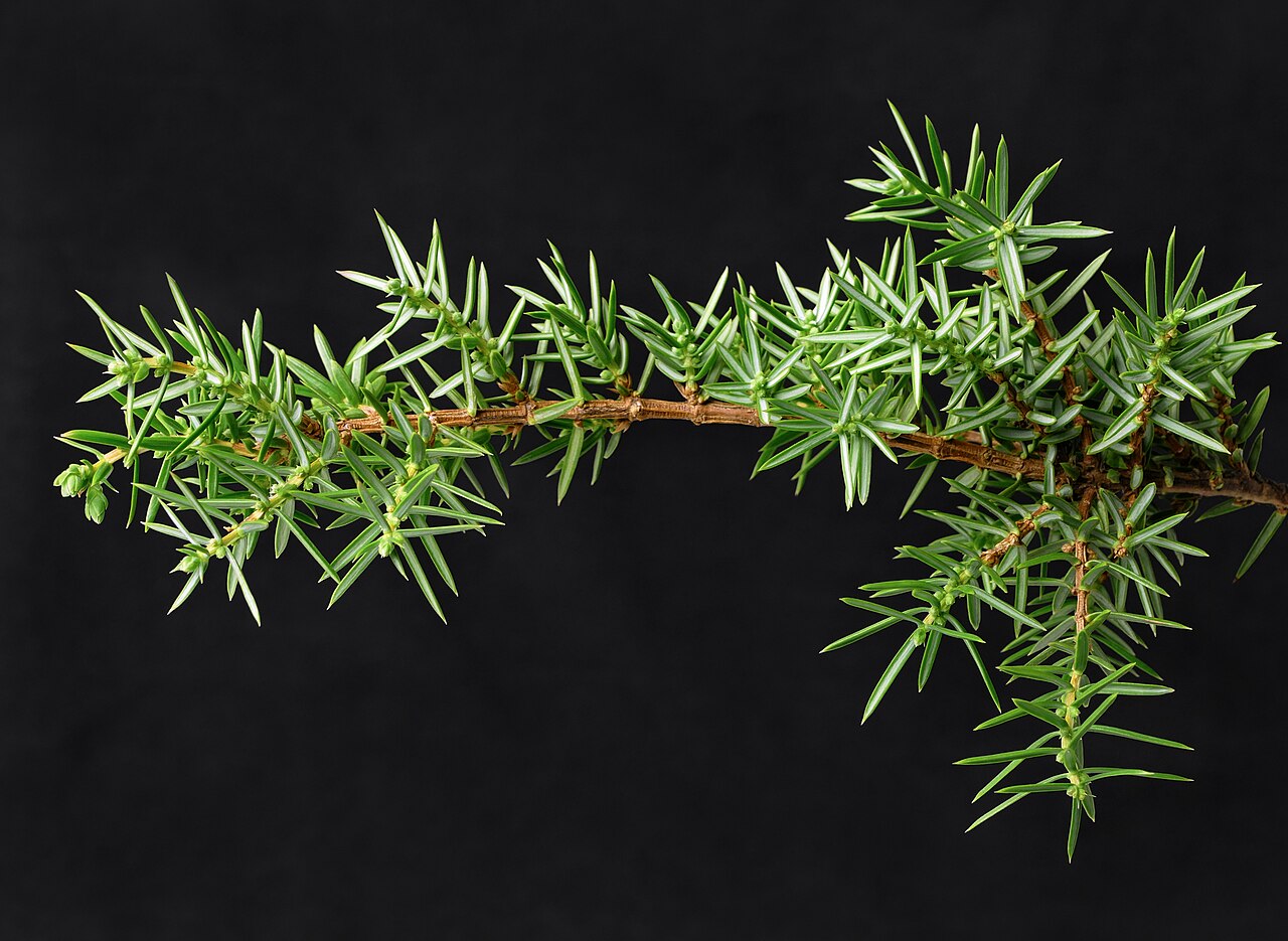 Detail modrozeleného olistenia Juniperus communis