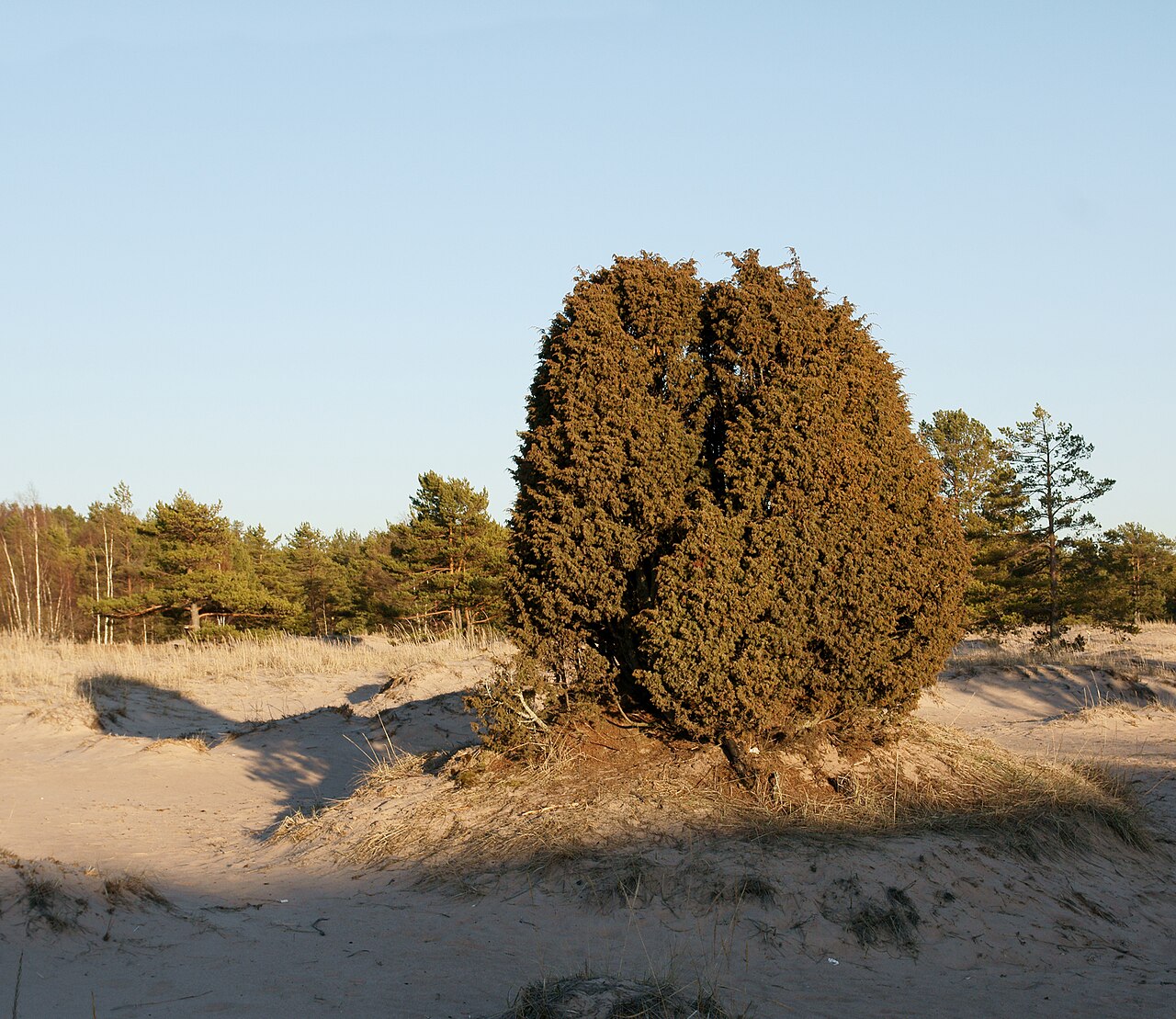 Plody Juniperus communis na vetvičke