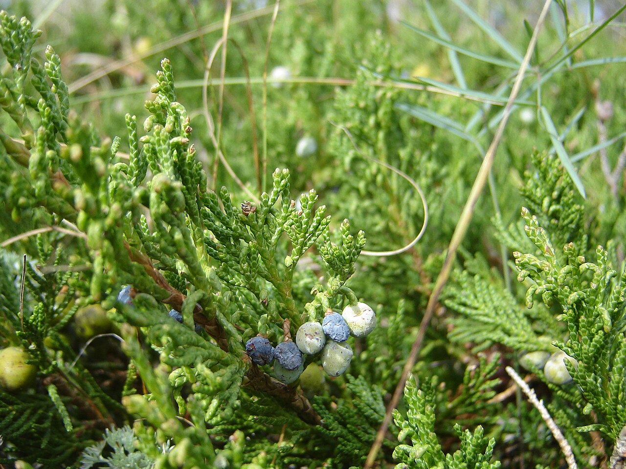 Juniperus horizontalis ako nízky vždyzelený pôdopokryvný ihličnan