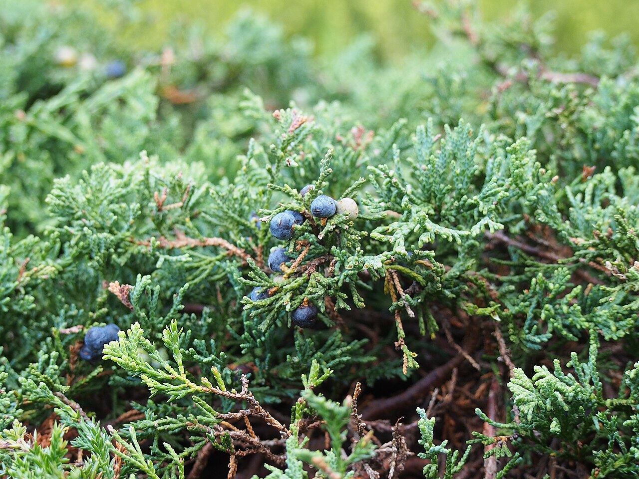 Detail vetvičiek rastliny Juniperus horizontalis