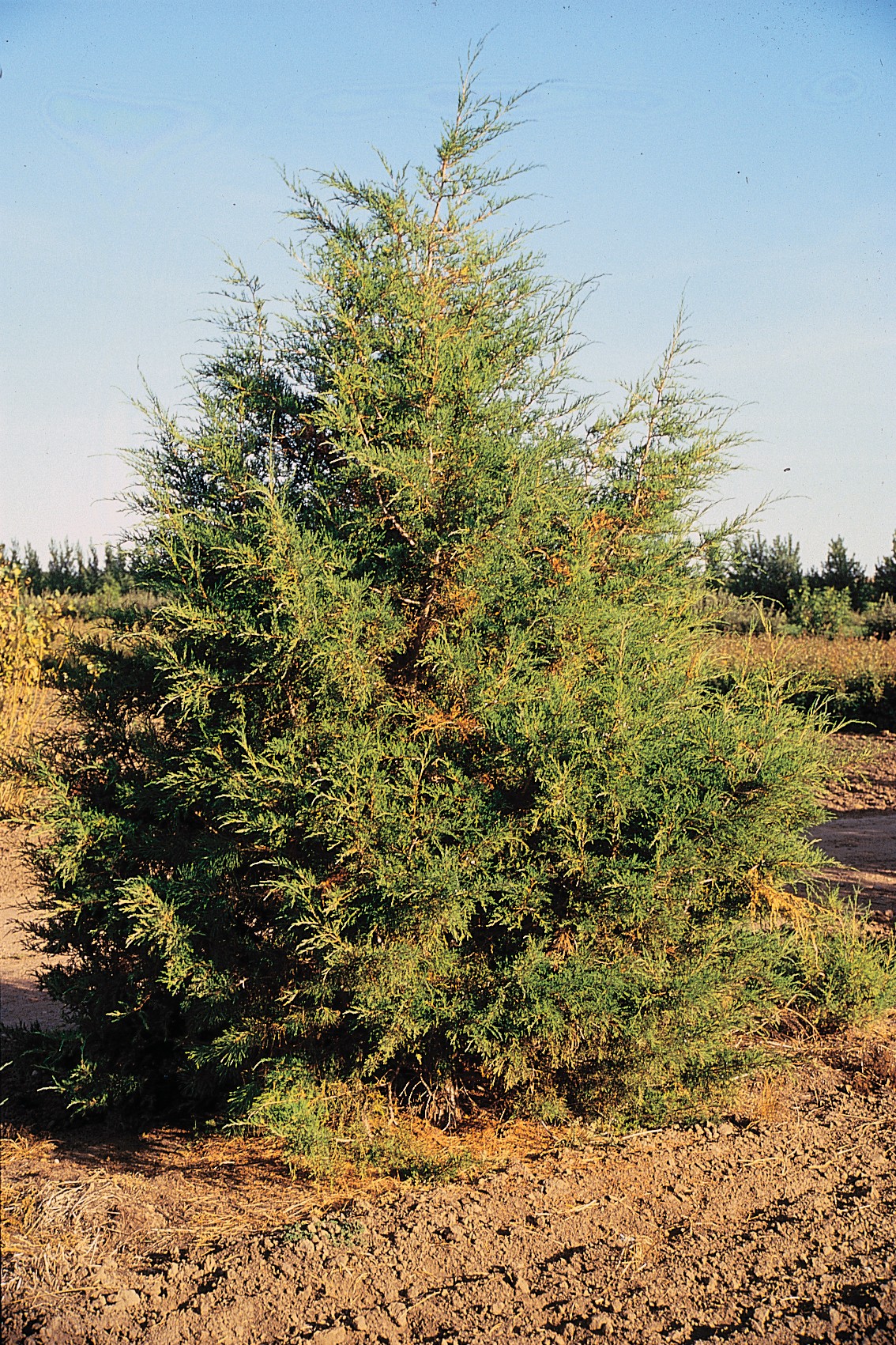 Juniperus scopulorum pestovanie v nádobe na svetlom mieste