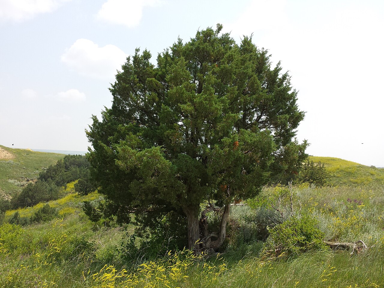 Detail modrozeleného olistenia rastliny Juniperus scopulorum