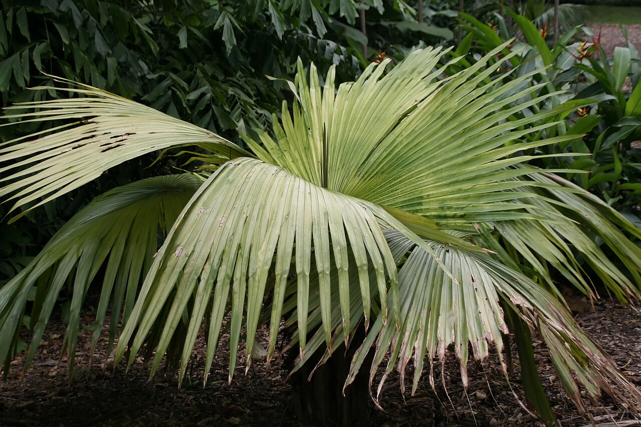 Kerriodoxa elegans ako solitérna palma v byte