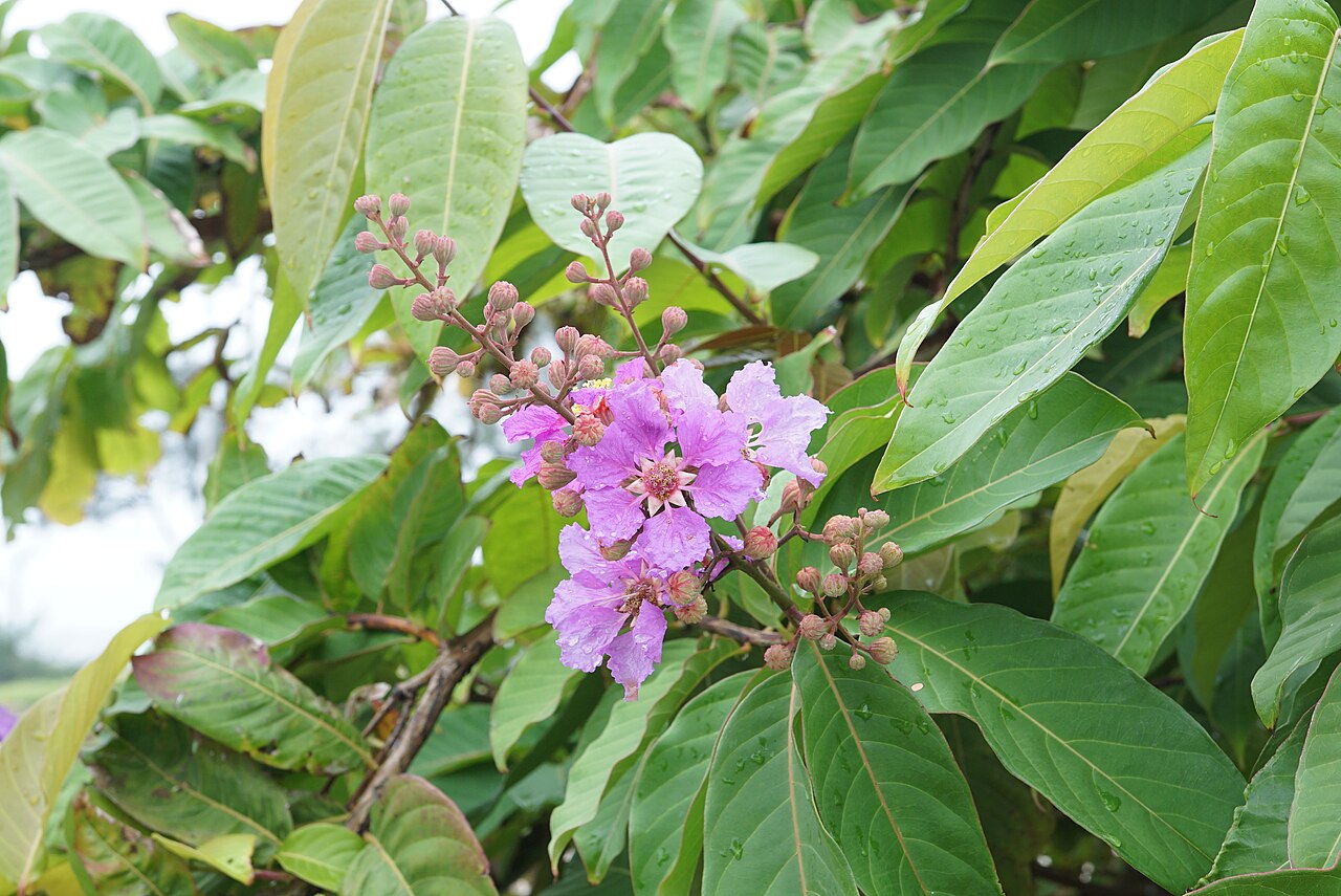 Lagerstroemia speciosa s veľkými tmavozelenými listami
