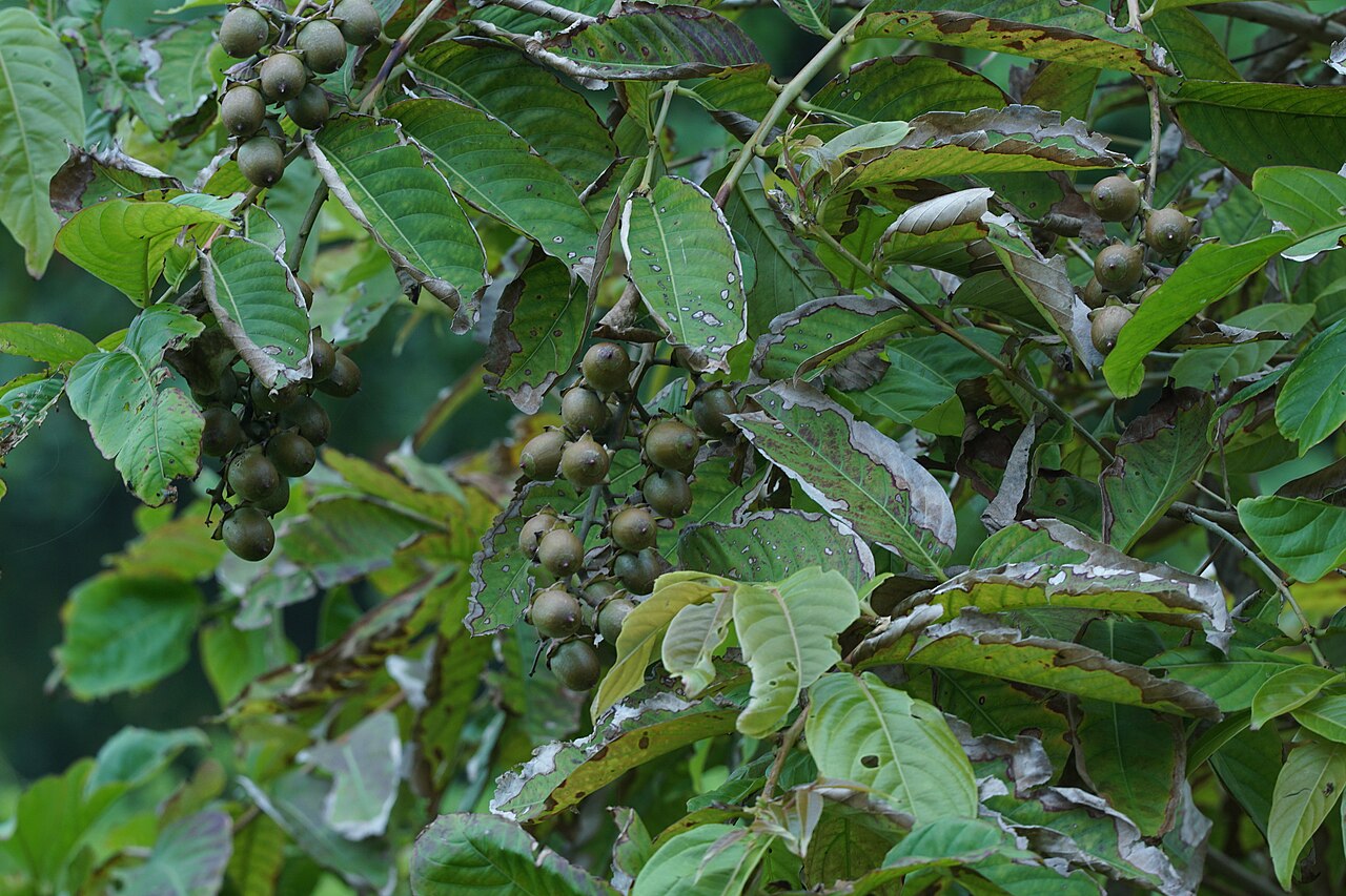 Kvitnúca Lagerstroemia speciosa v črepníku
