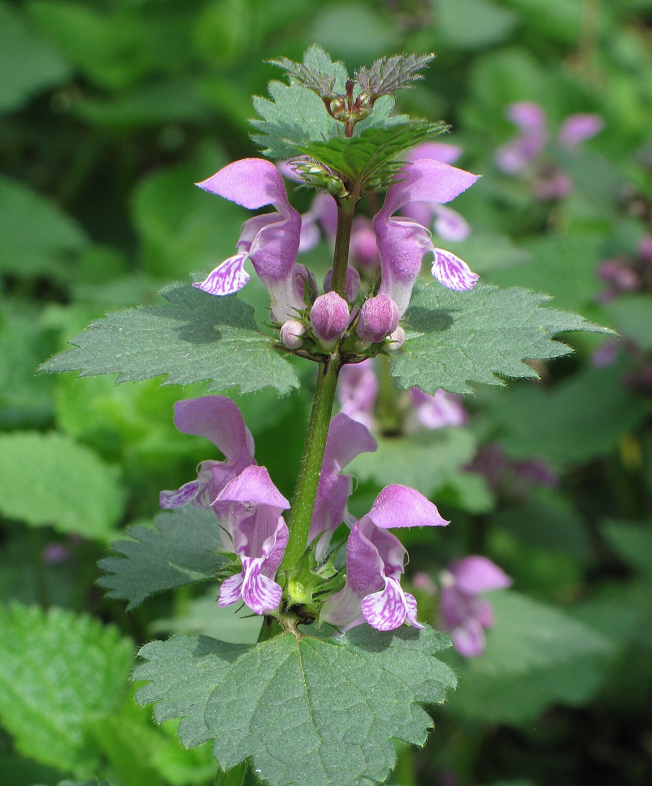 Starostlivosť o Lamium maculatum a detail panašovaných listov