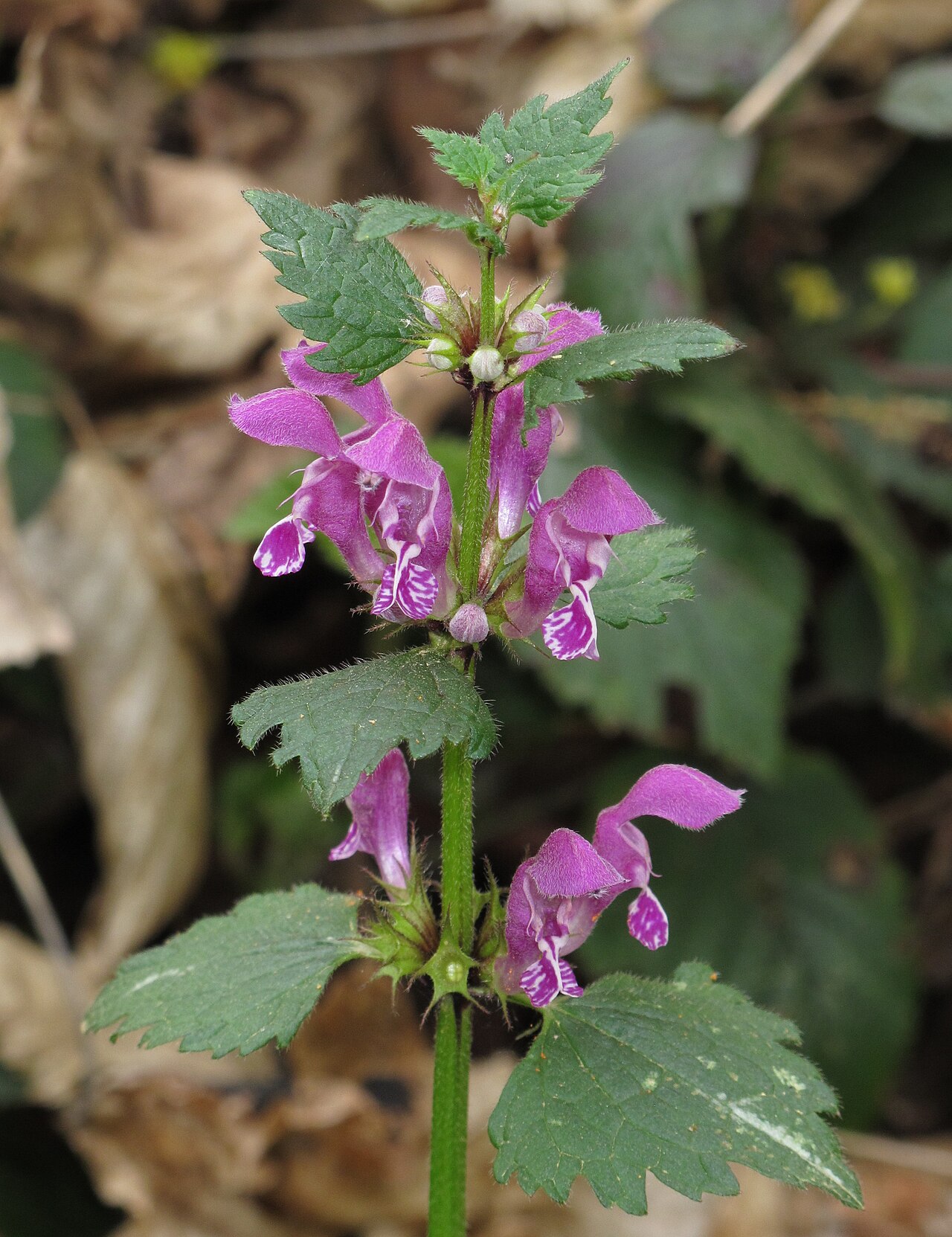Lamium maculatum s ružovými kvetmi v záhone