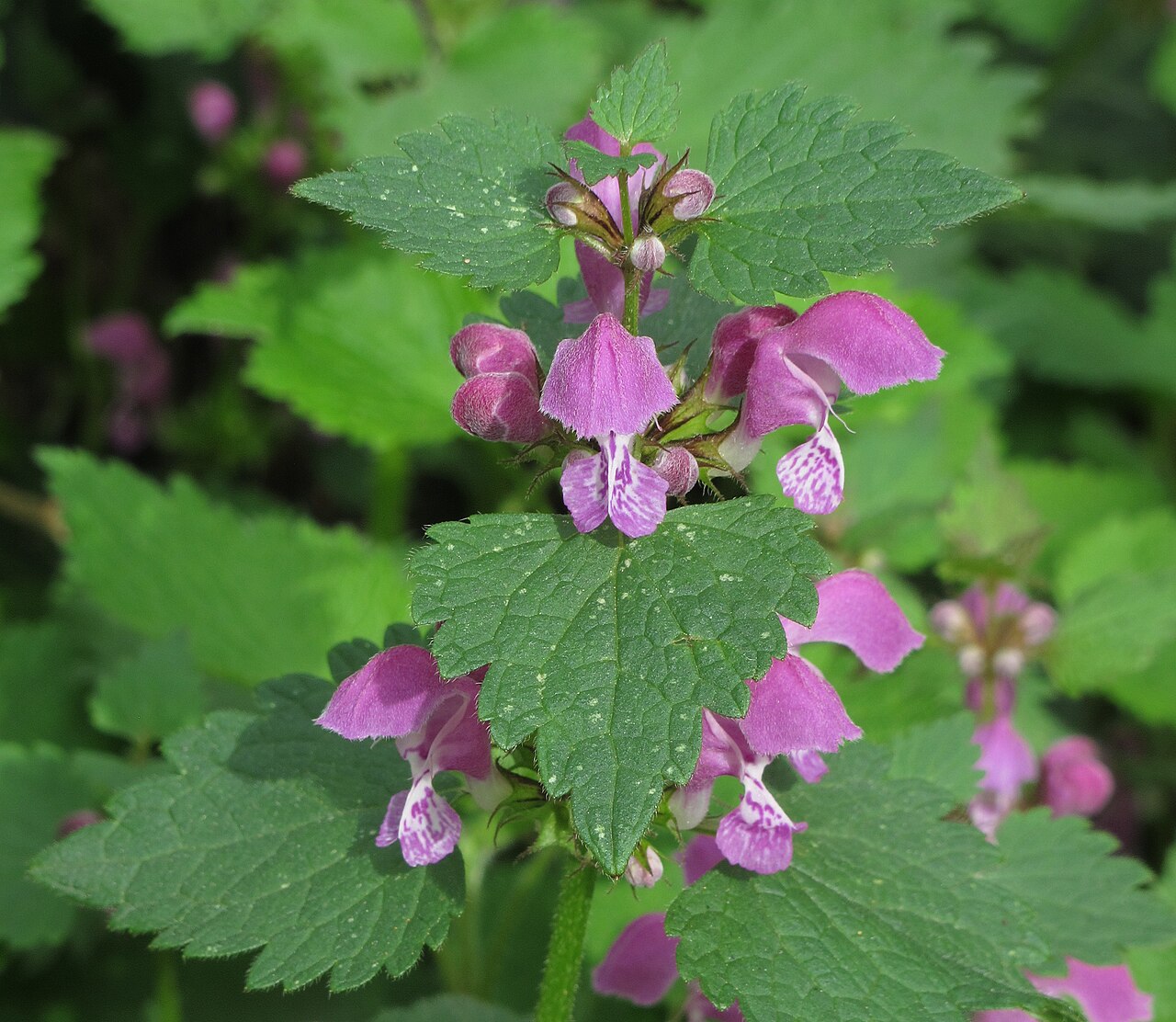 Rozrastený Lamium maculatum ako pôdopokryvná rastlina