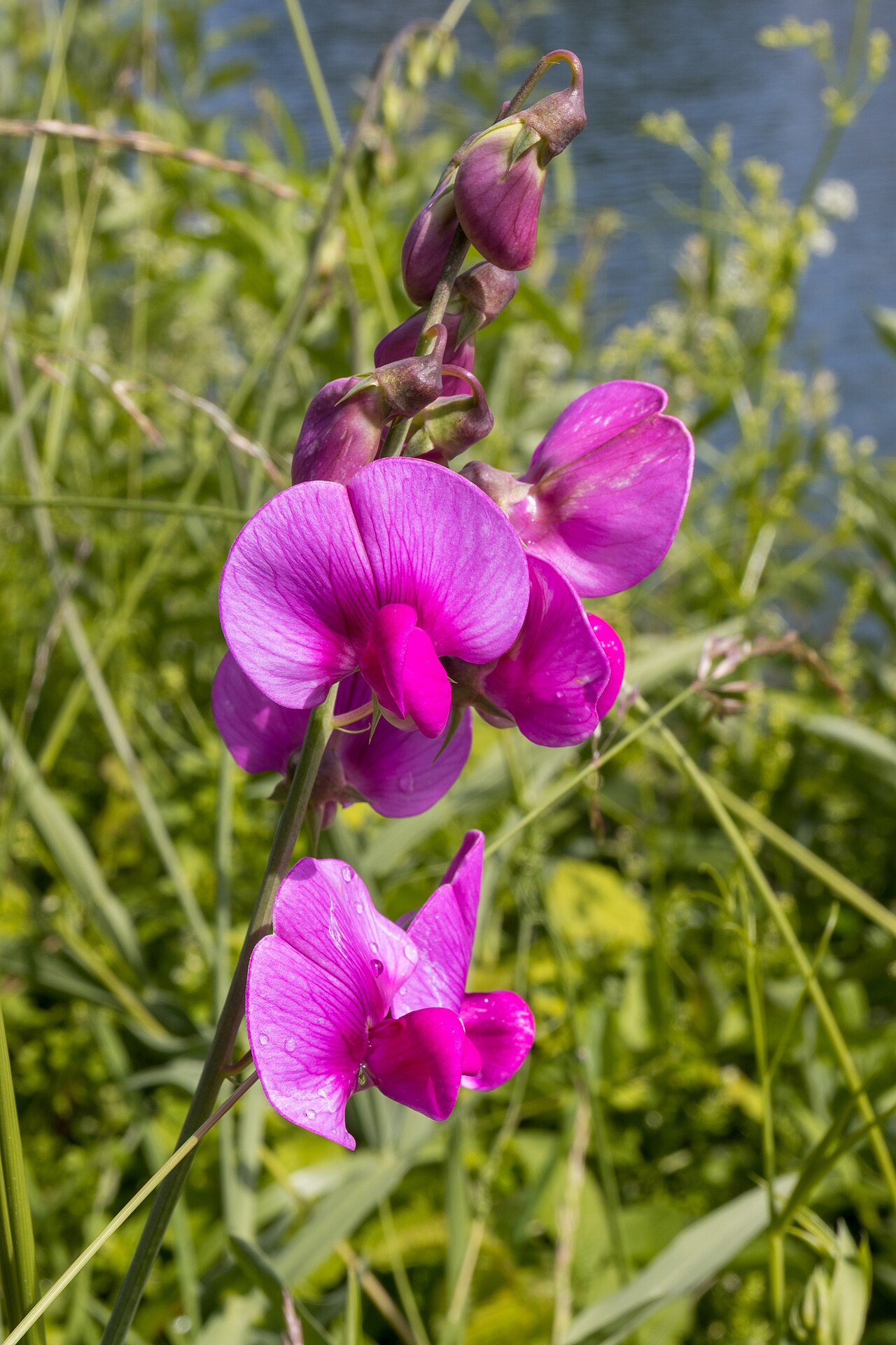 Starostlivosť o Lathyrus latifolius na záhradnej opore