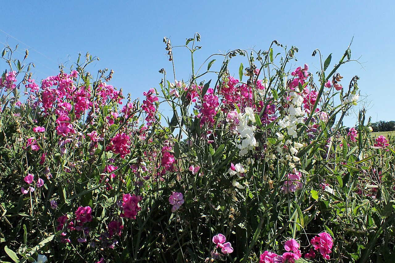 Kvety Lathyrus latifolius v ružovom odtieni