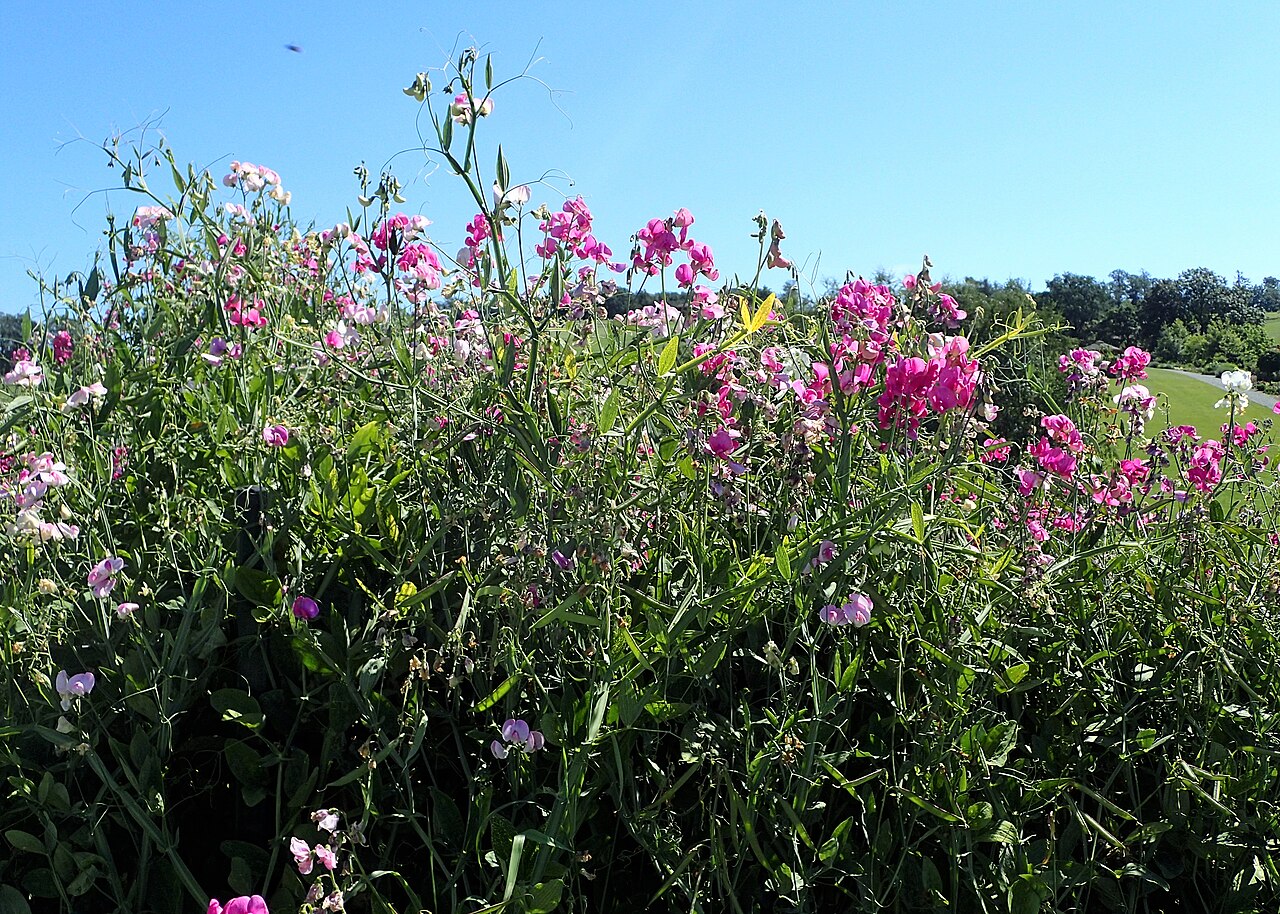 Popínavý Lathyrus latifolius pri plote