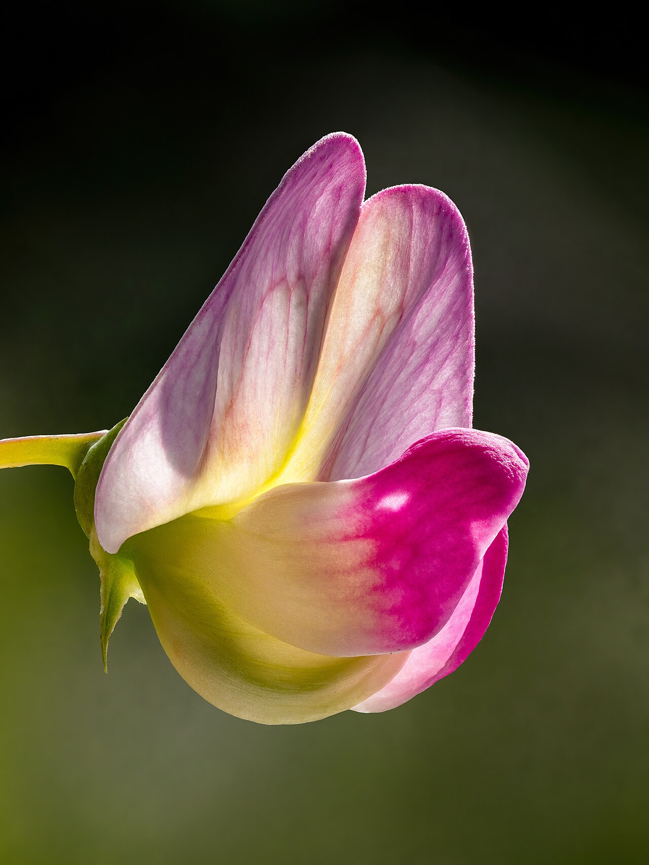 Starostlivosť o Lathyrus odoratus na slnečnom stanovišti