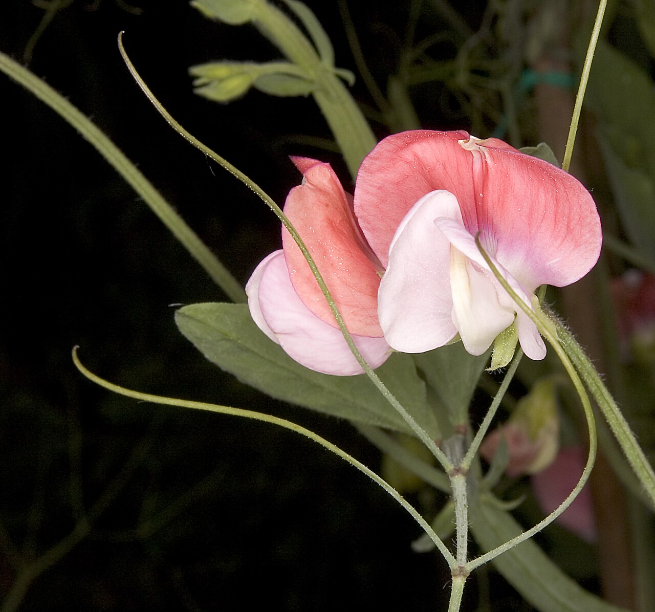 Kvety Lathyrus odoratus v rôznych farbách
