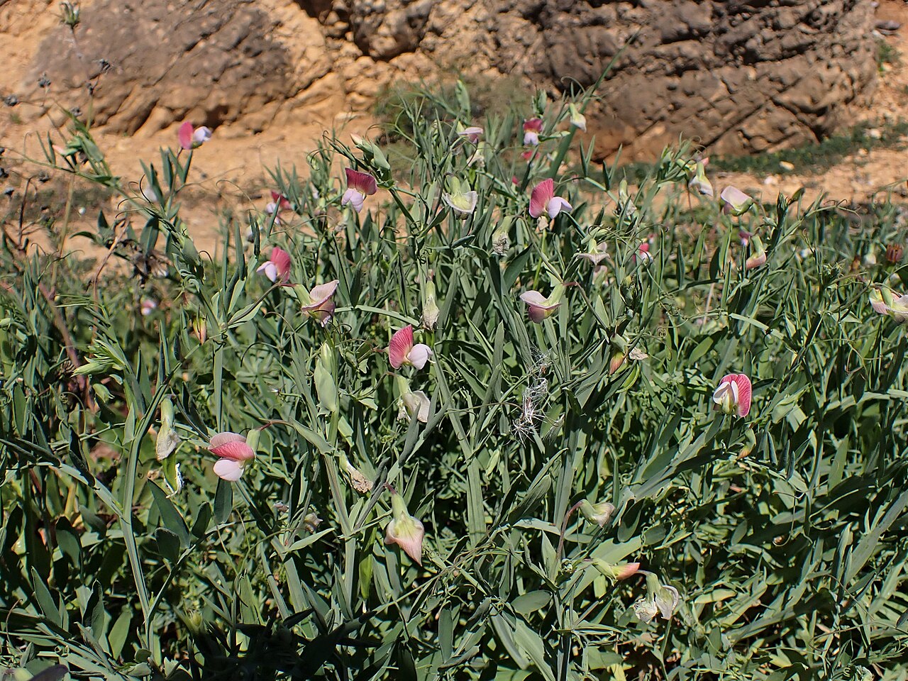Lathyrus odoratus rastúci pri záhradnej opore
