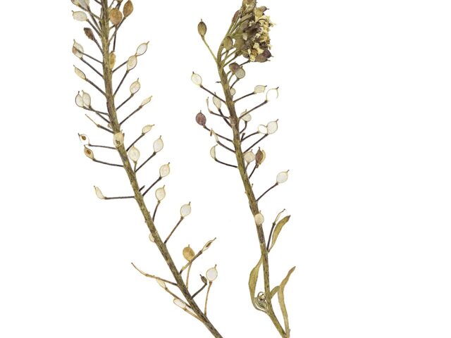Starostlivosť o Lobularia maritima a detail kvitnúcej rastliny