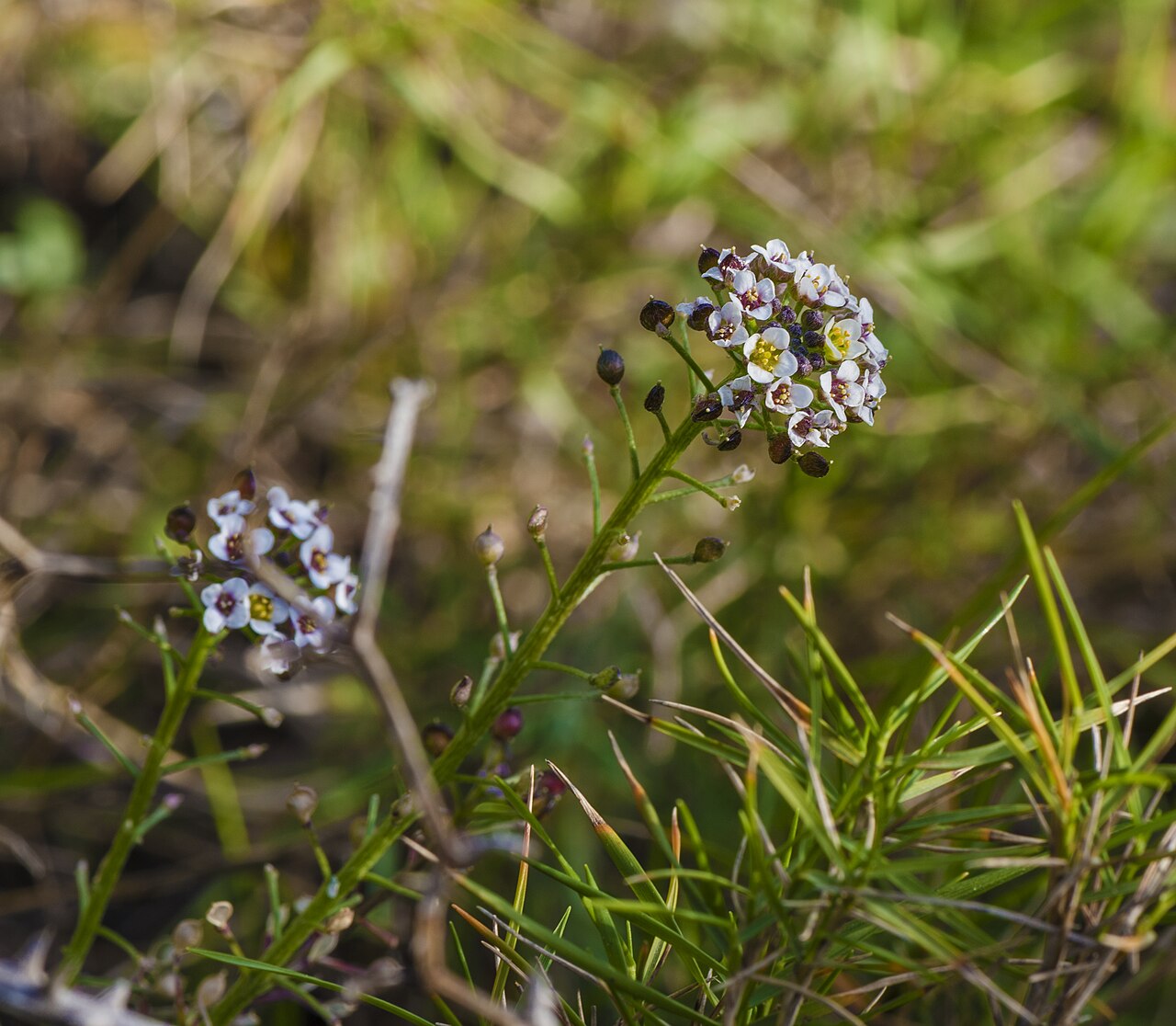 Lobularia maritima s hustými bielymi kvetmi v záhone