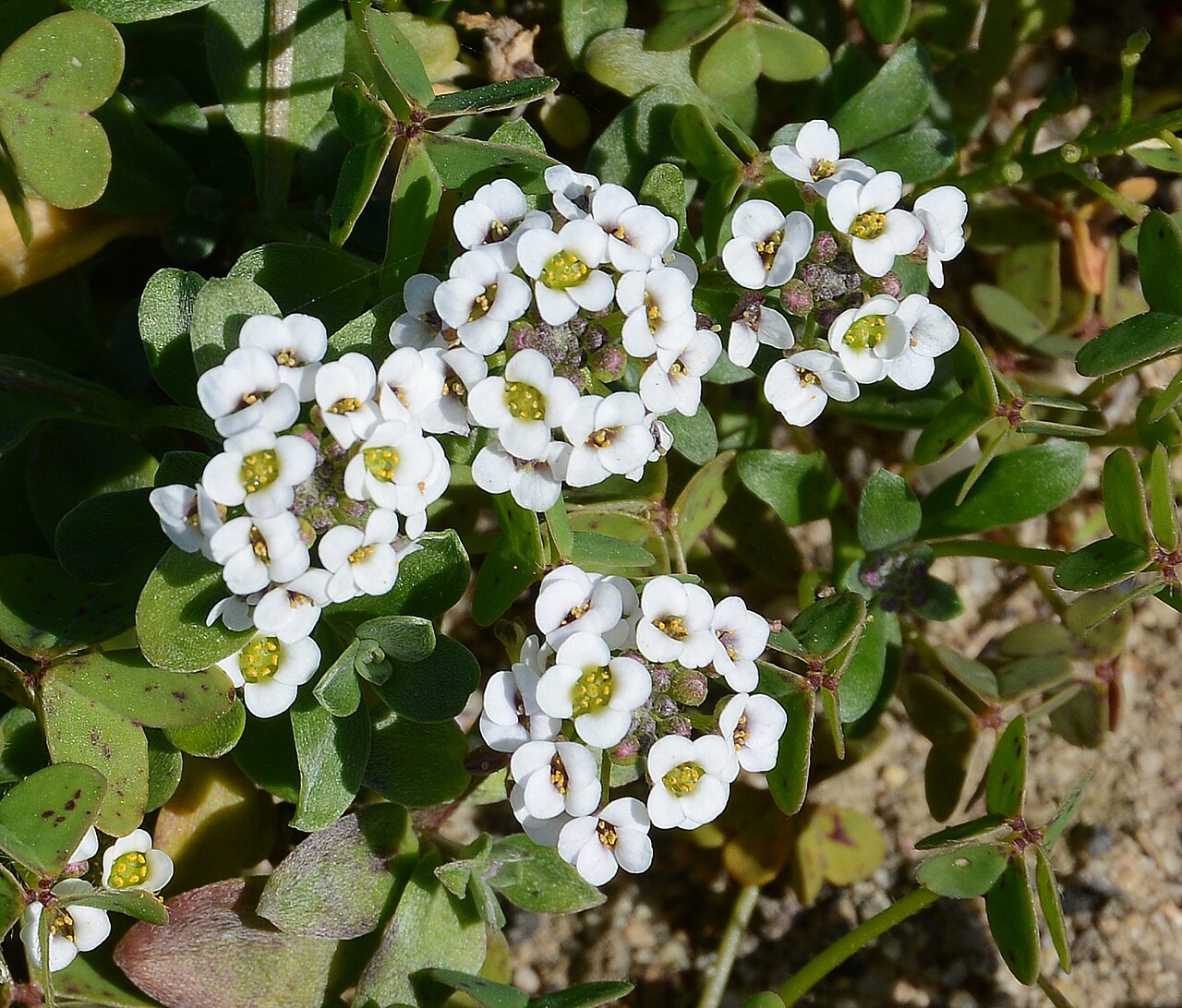 Detail drobných kvetov Lobularia maritima v nádobe