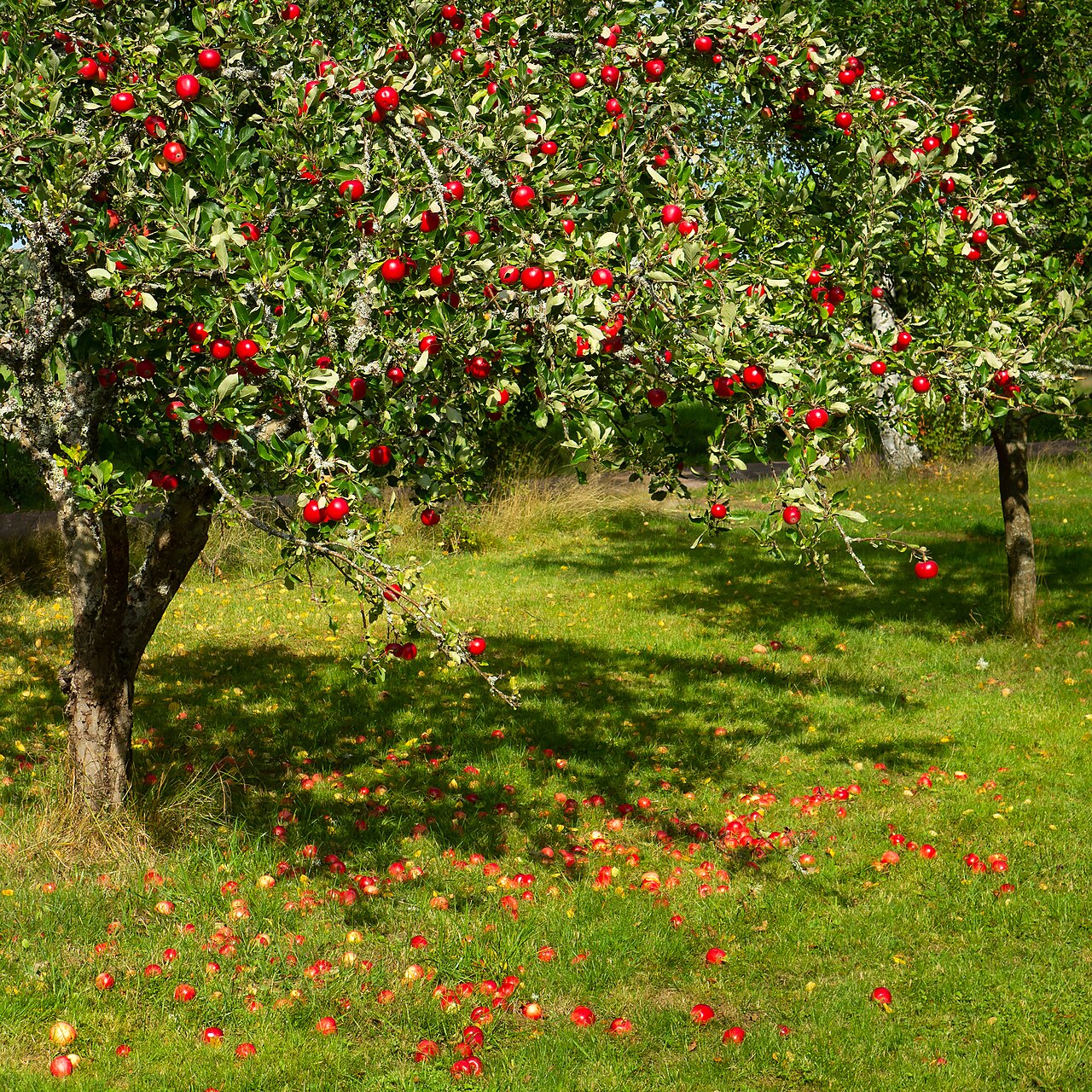 Starostlivosť o Malus domestica na slnečnom stanovišti