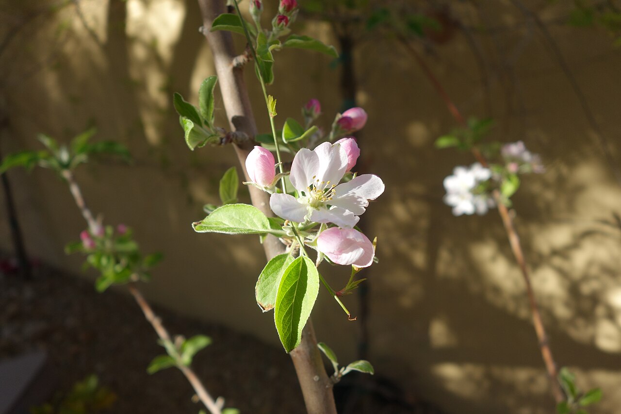 Listy a plody rastliny Malus domestica
