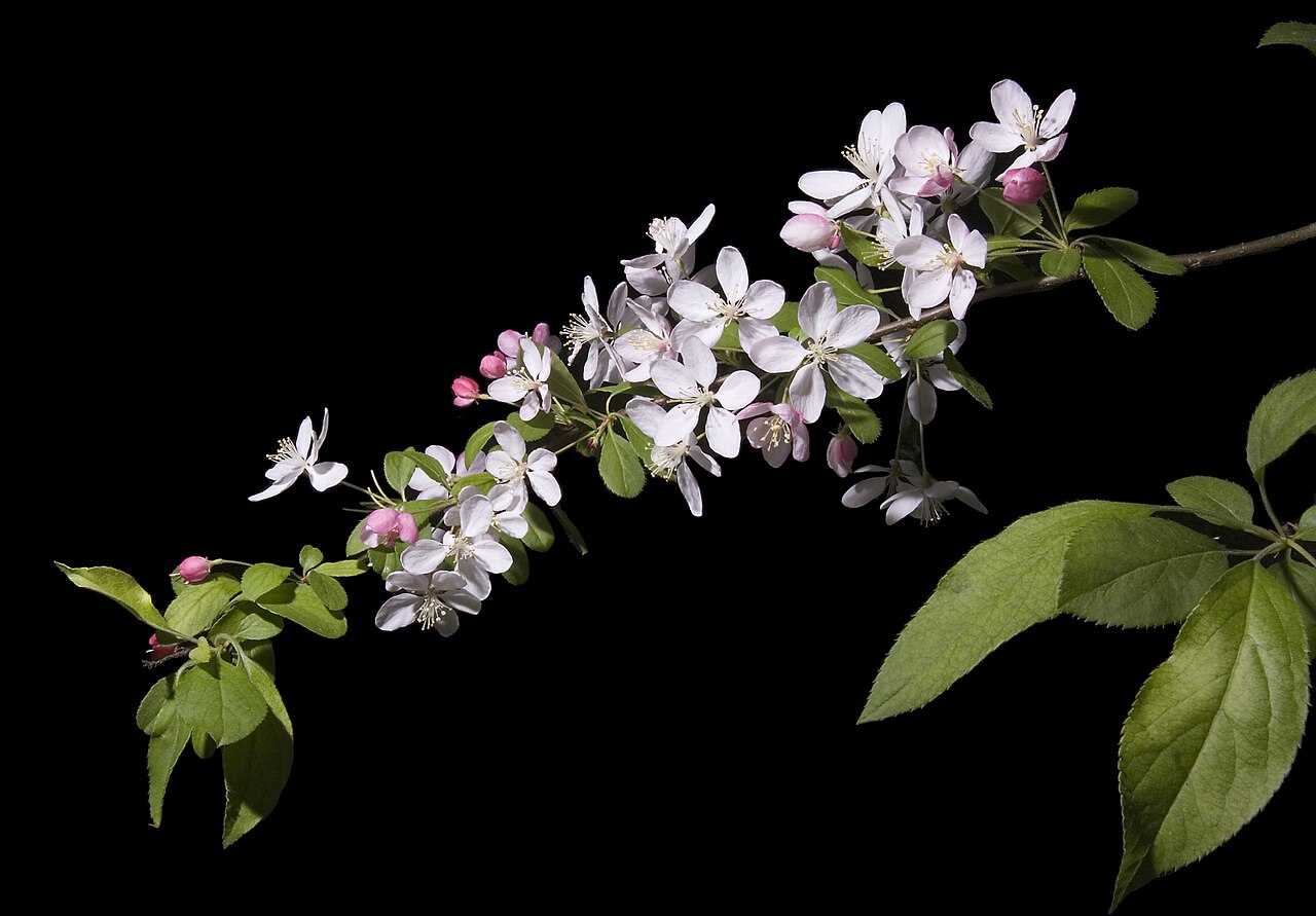 Malus floribunda počas jarného kvitnutia