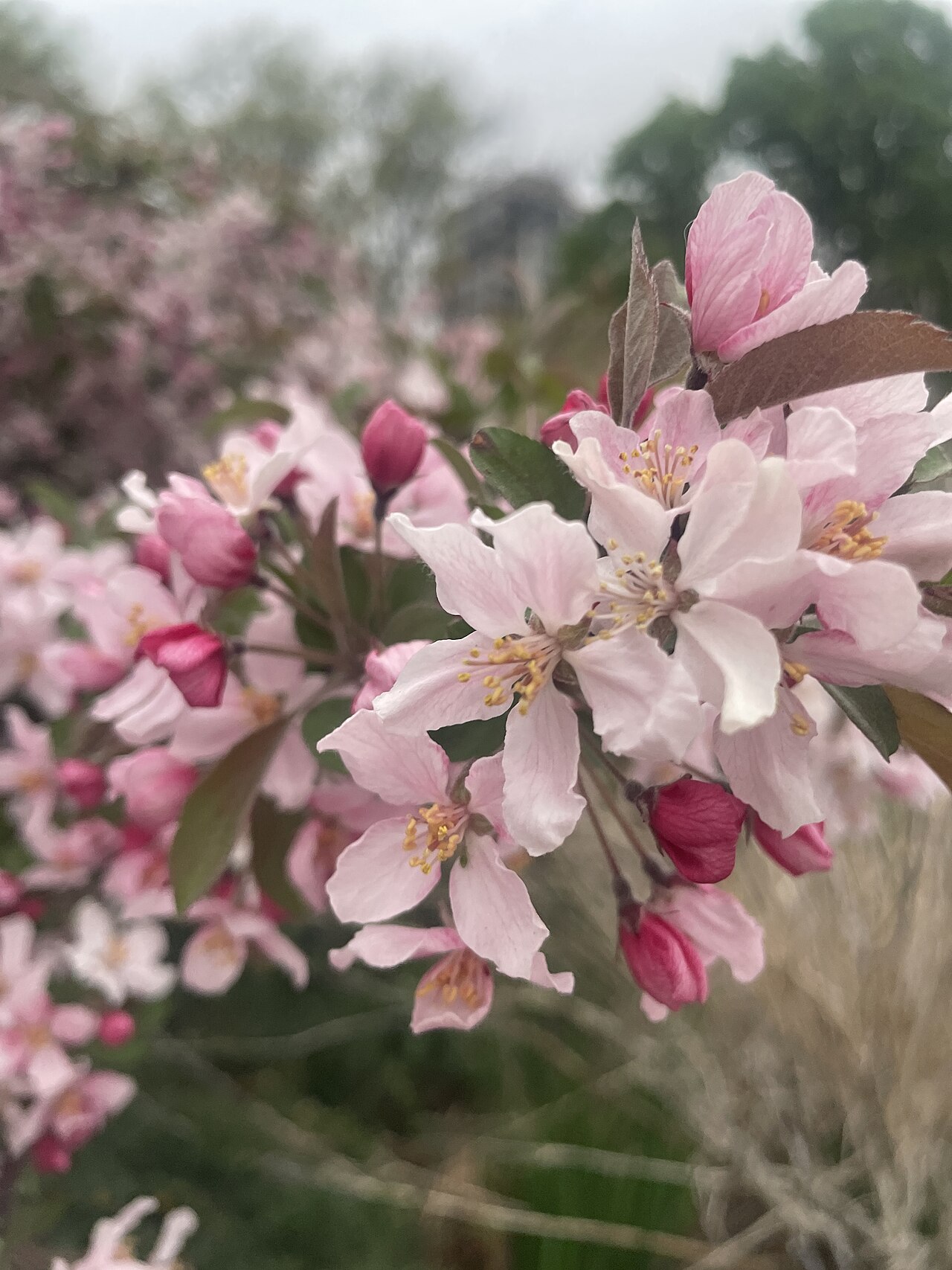 Starostlivosť o Malus floribunda na slnečnom stanovišti