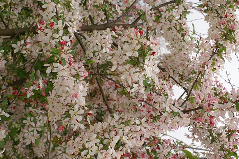 Detail bielych kvetov rastliny Malus floribunda