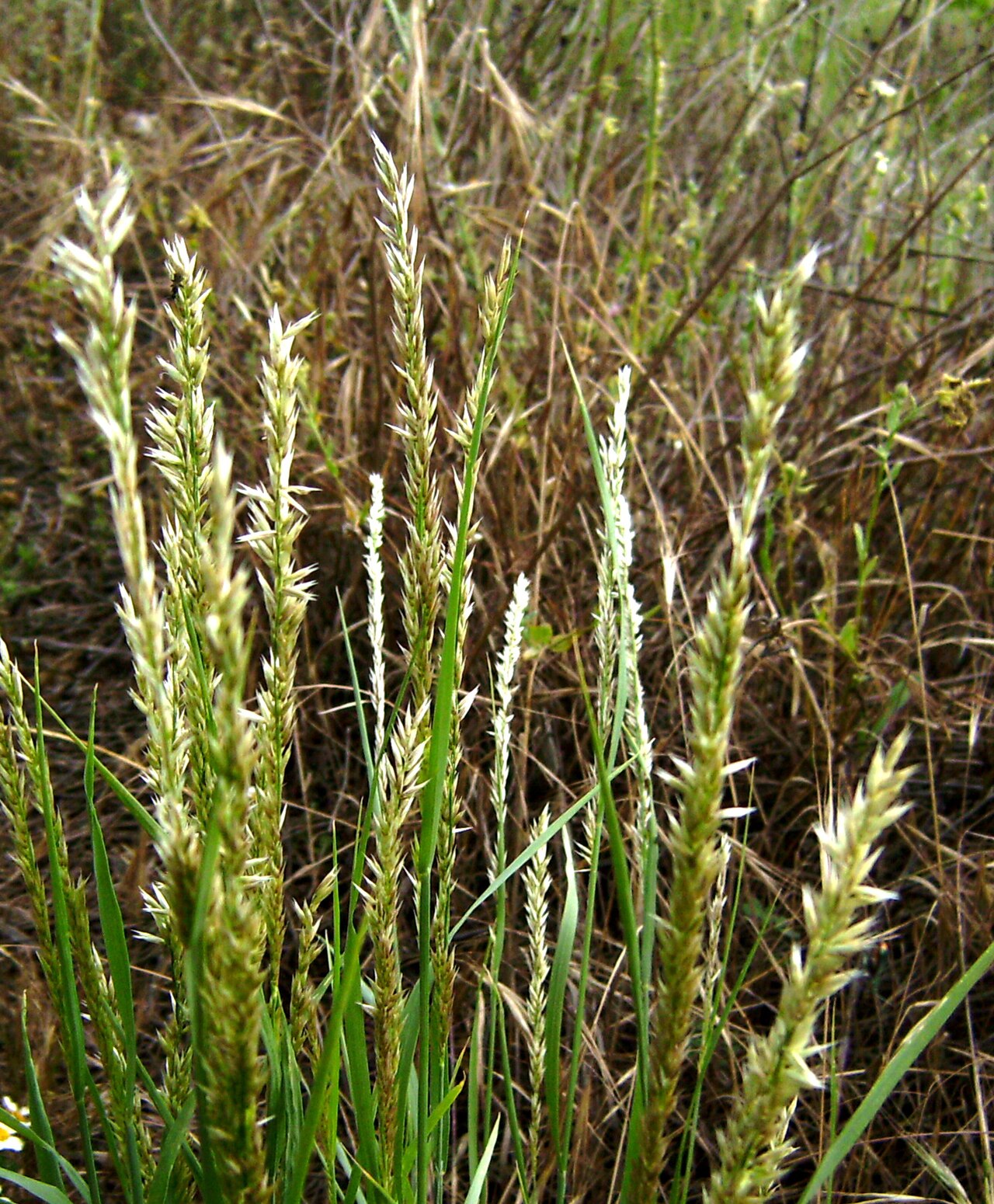 Detail jemného trsu Melica ciliata