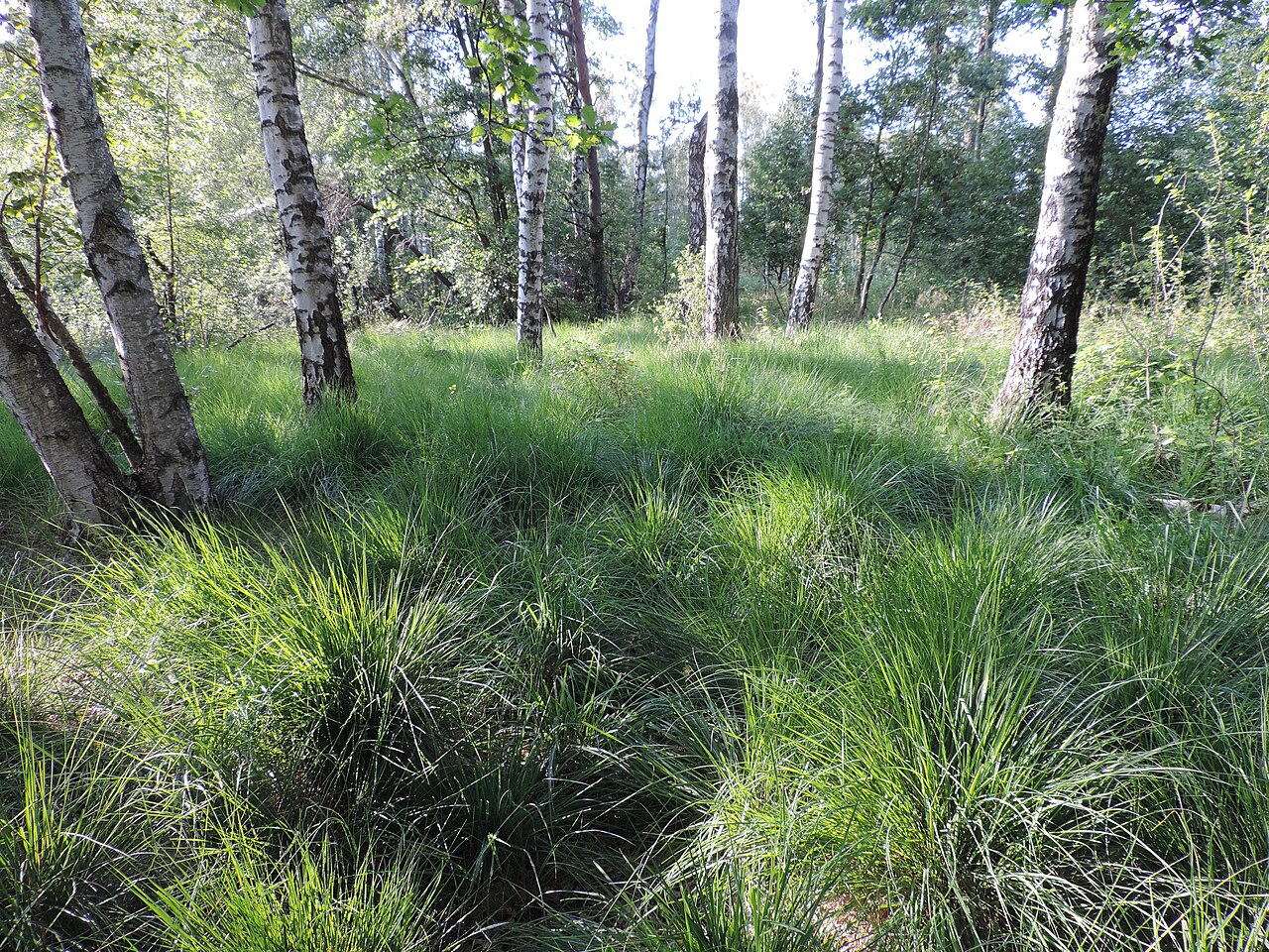Molinia caerulea ako hustá trsovitá okrasná tráva
