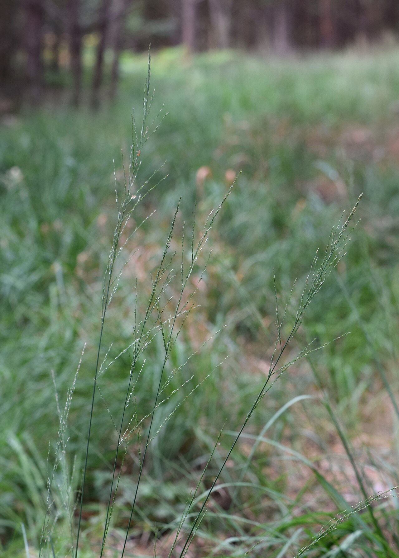 Jesenné sfarbenie listov Molinia caerulea